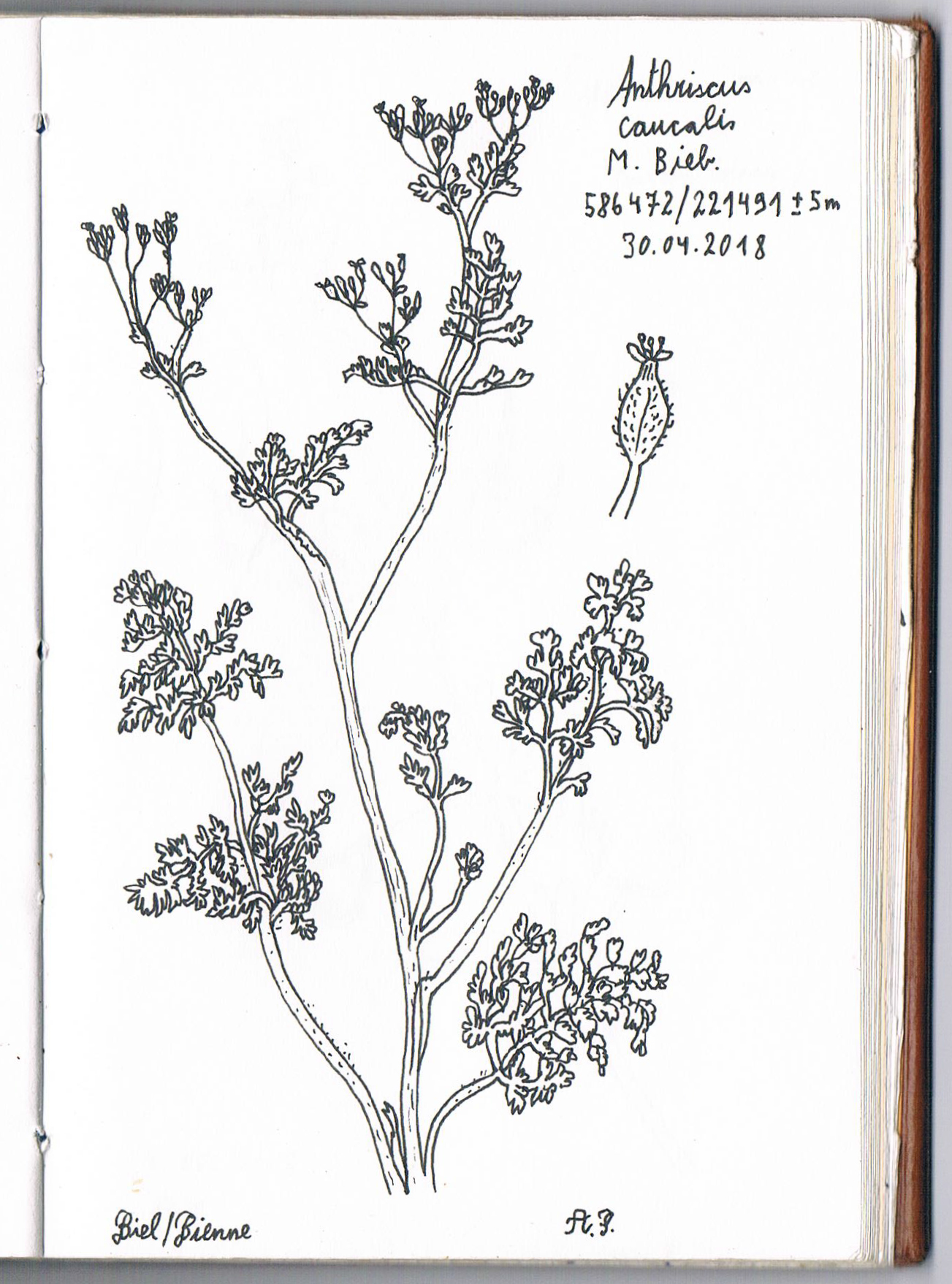 Anthriscus caucalis. AP 2018