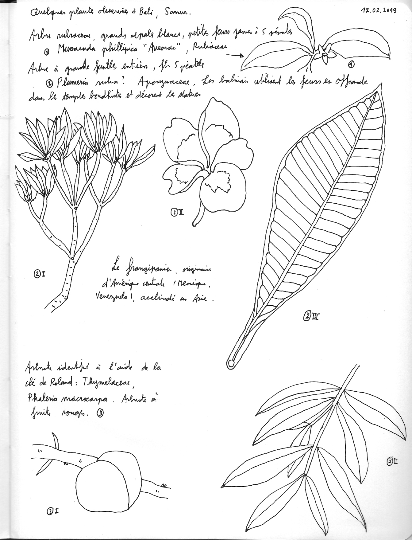 Quelques plantes observées à Bali, Indonésie. AP 2019