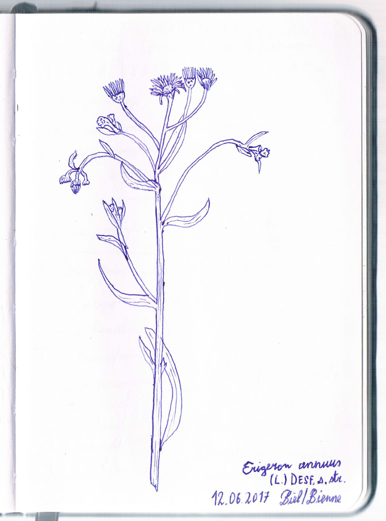 Erigeron annuus. AP 2017