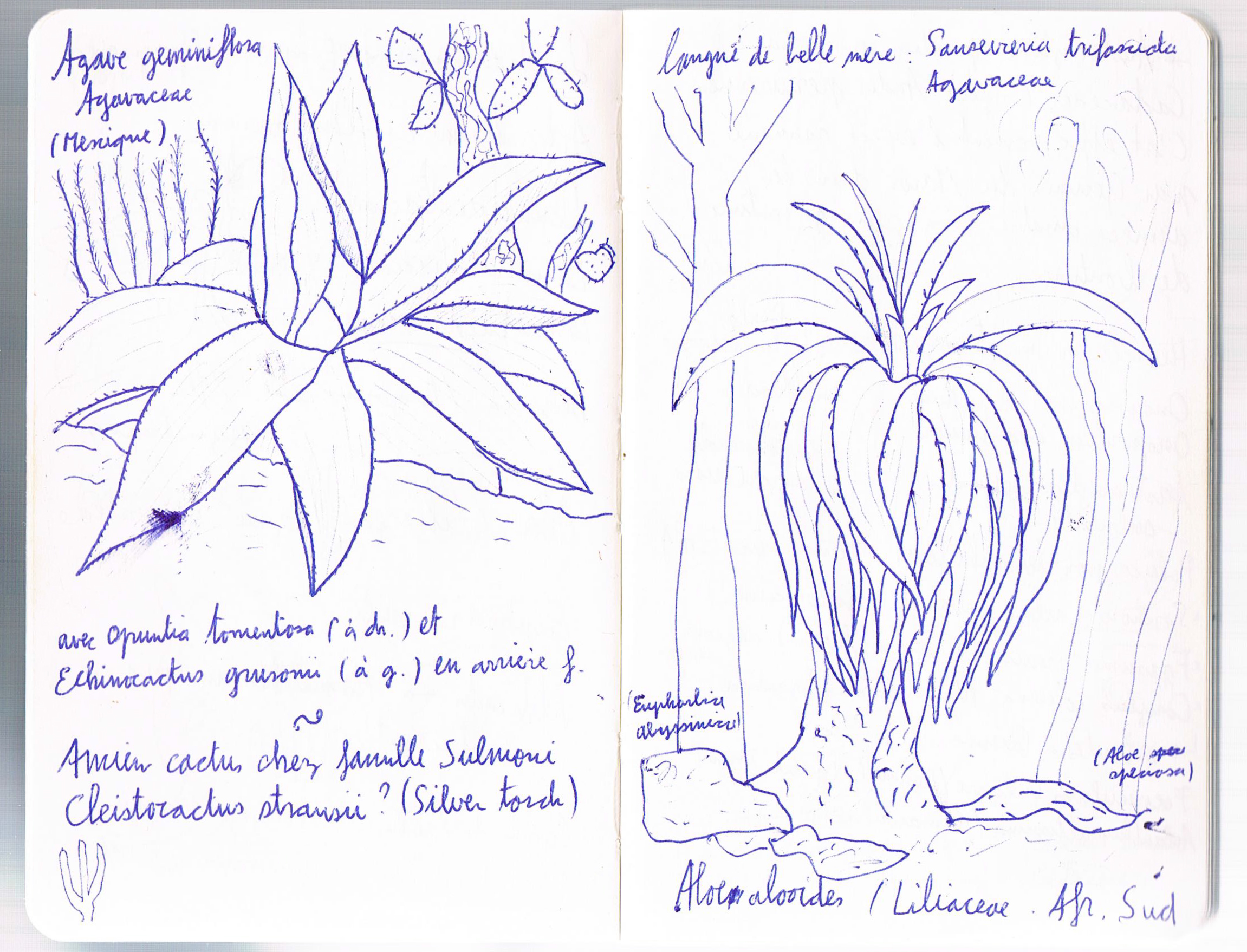 Agave geminifolia & Aloe alooides. AP 2018