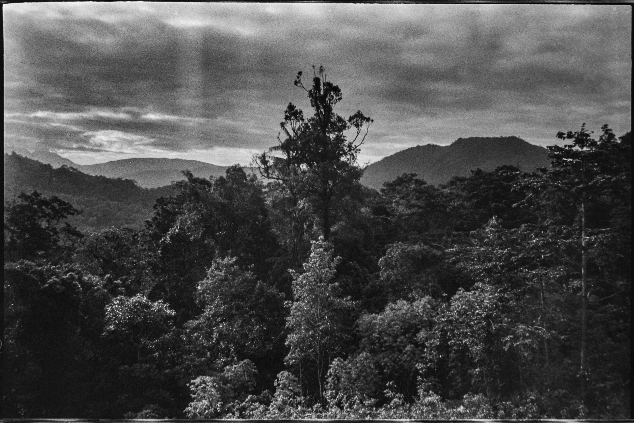 Forêt tropicale humide, Manusela Indonésie. AP 2019