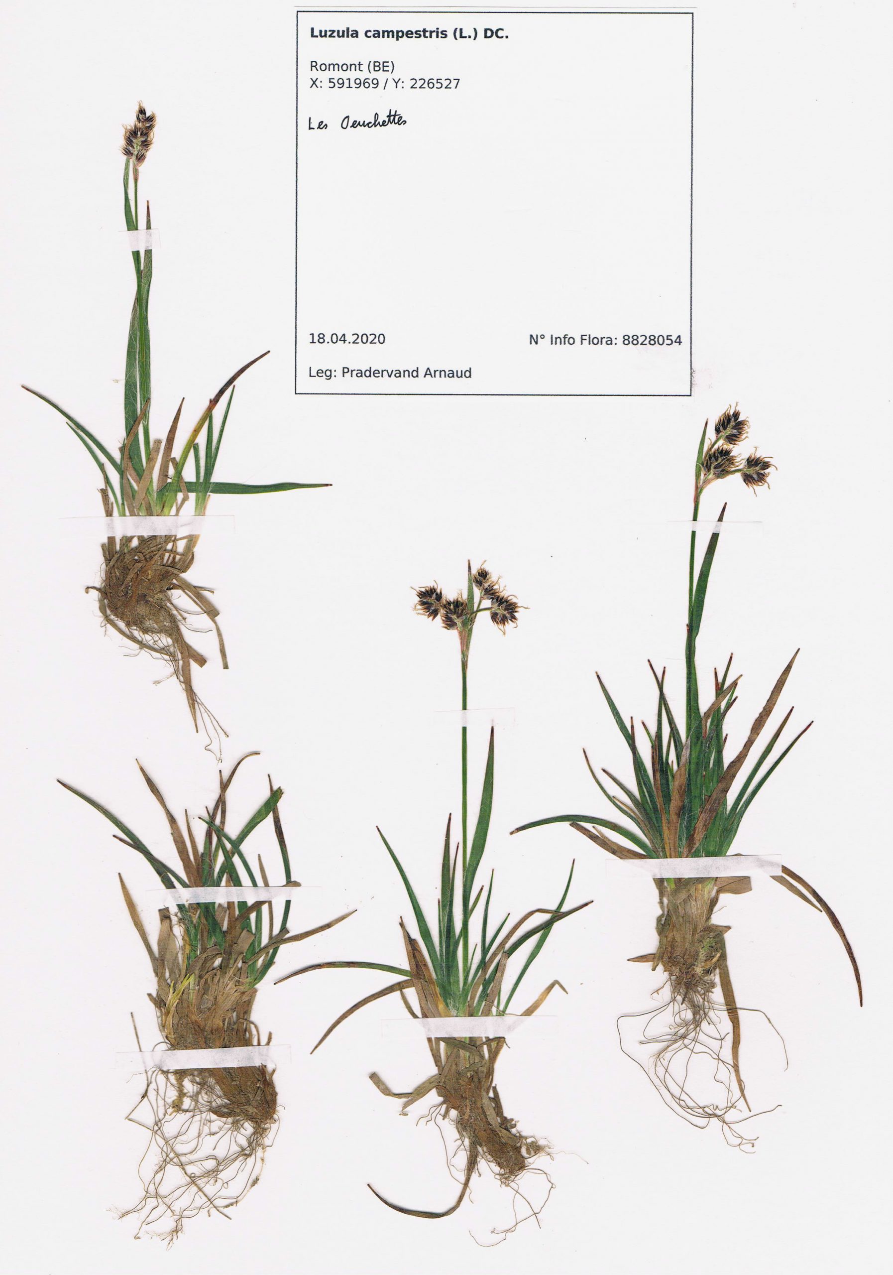 Luzula campestris, herbier. AP 2020