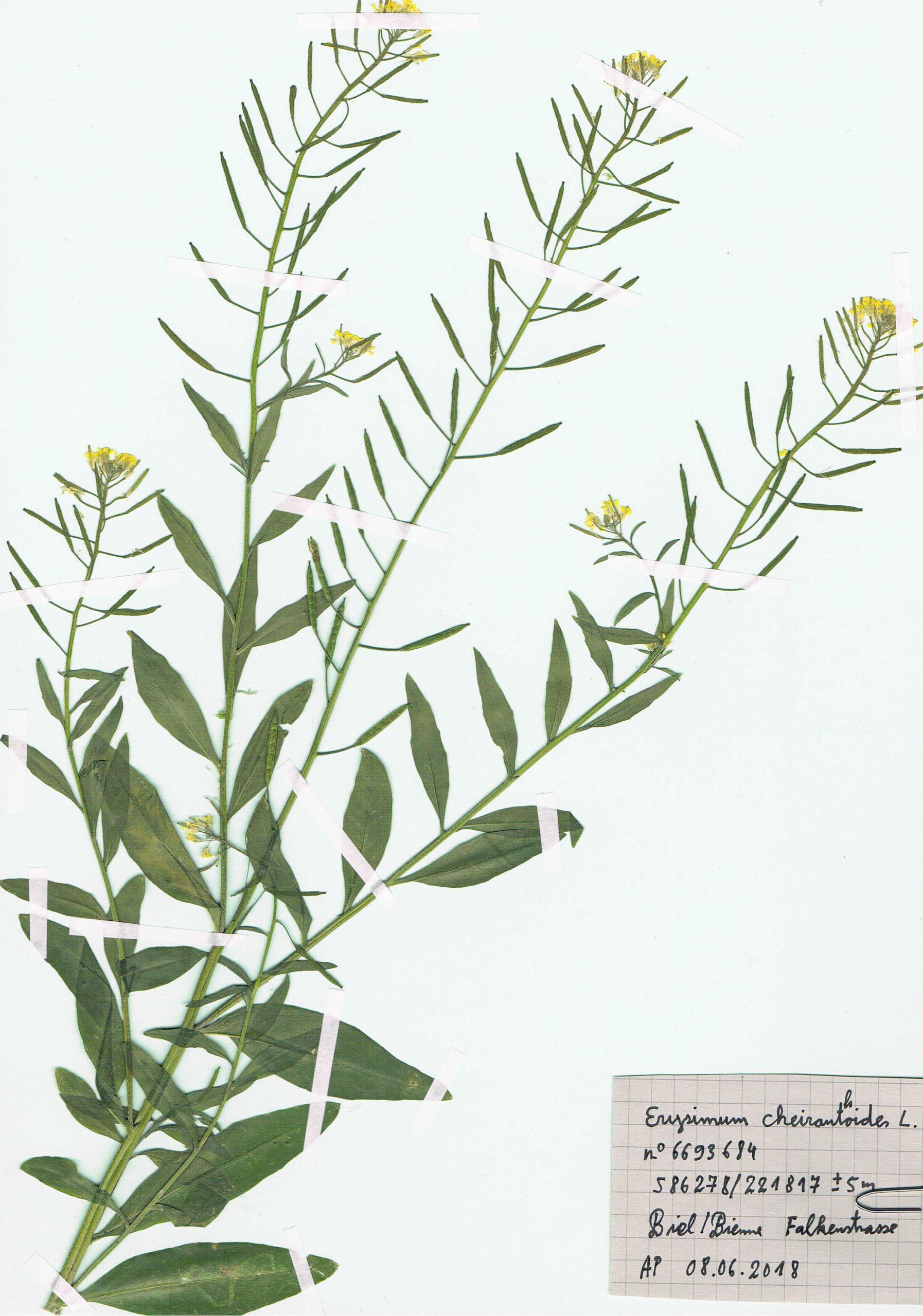 Erysimum cheiranthoides, herbier. AP 2018