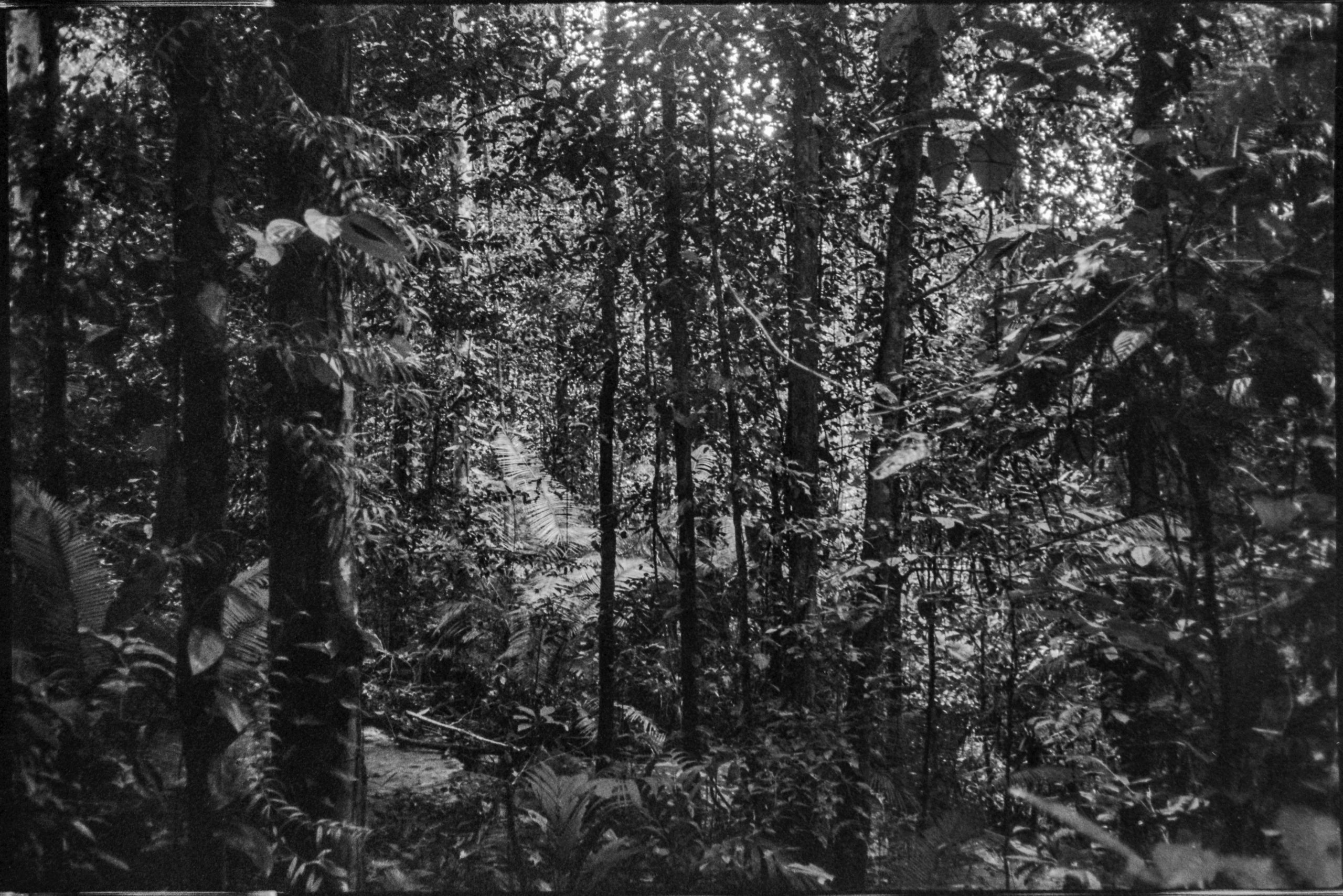 Forêt tropicale humide, Manusela Indonésie. AP 2019
