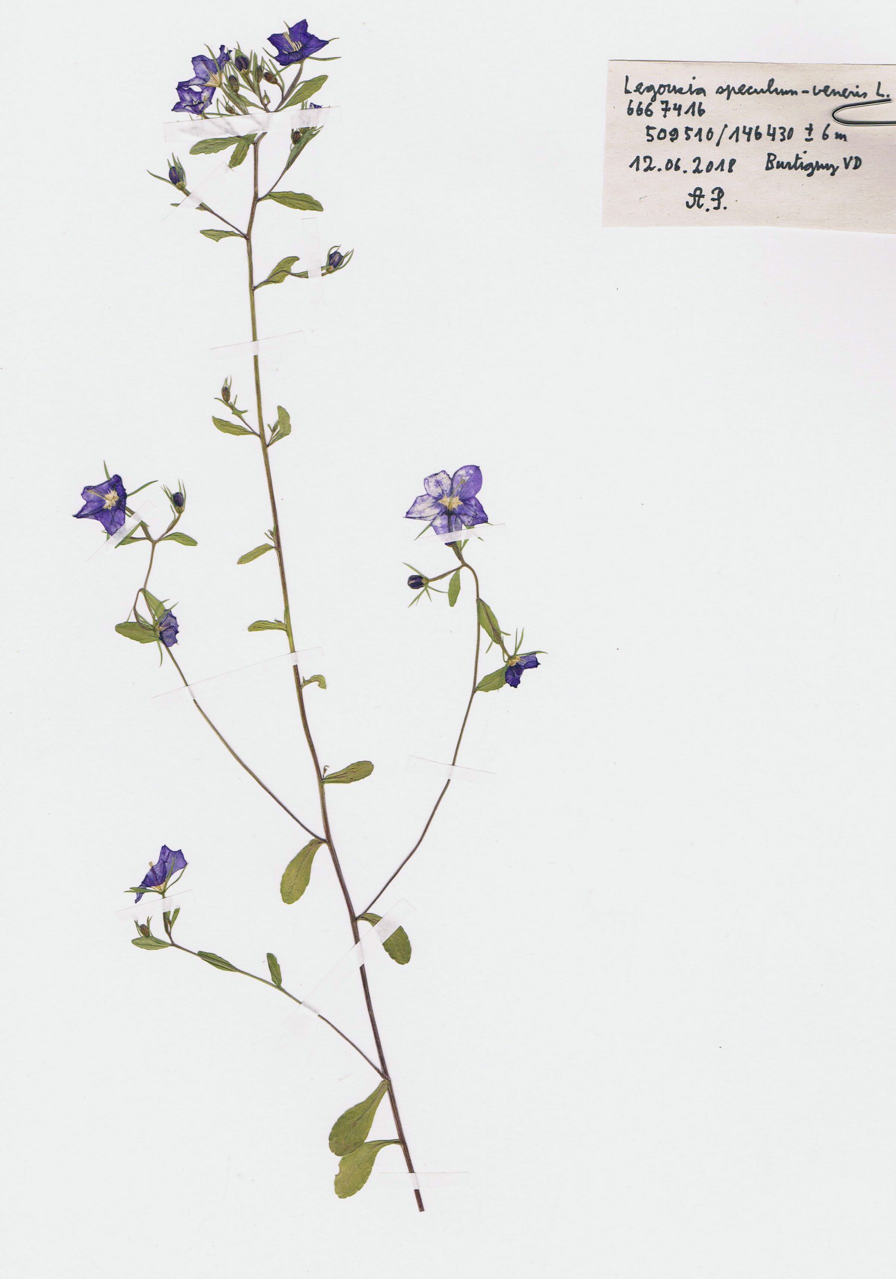 Legousia speculum-veneris, herbier. AP 2018