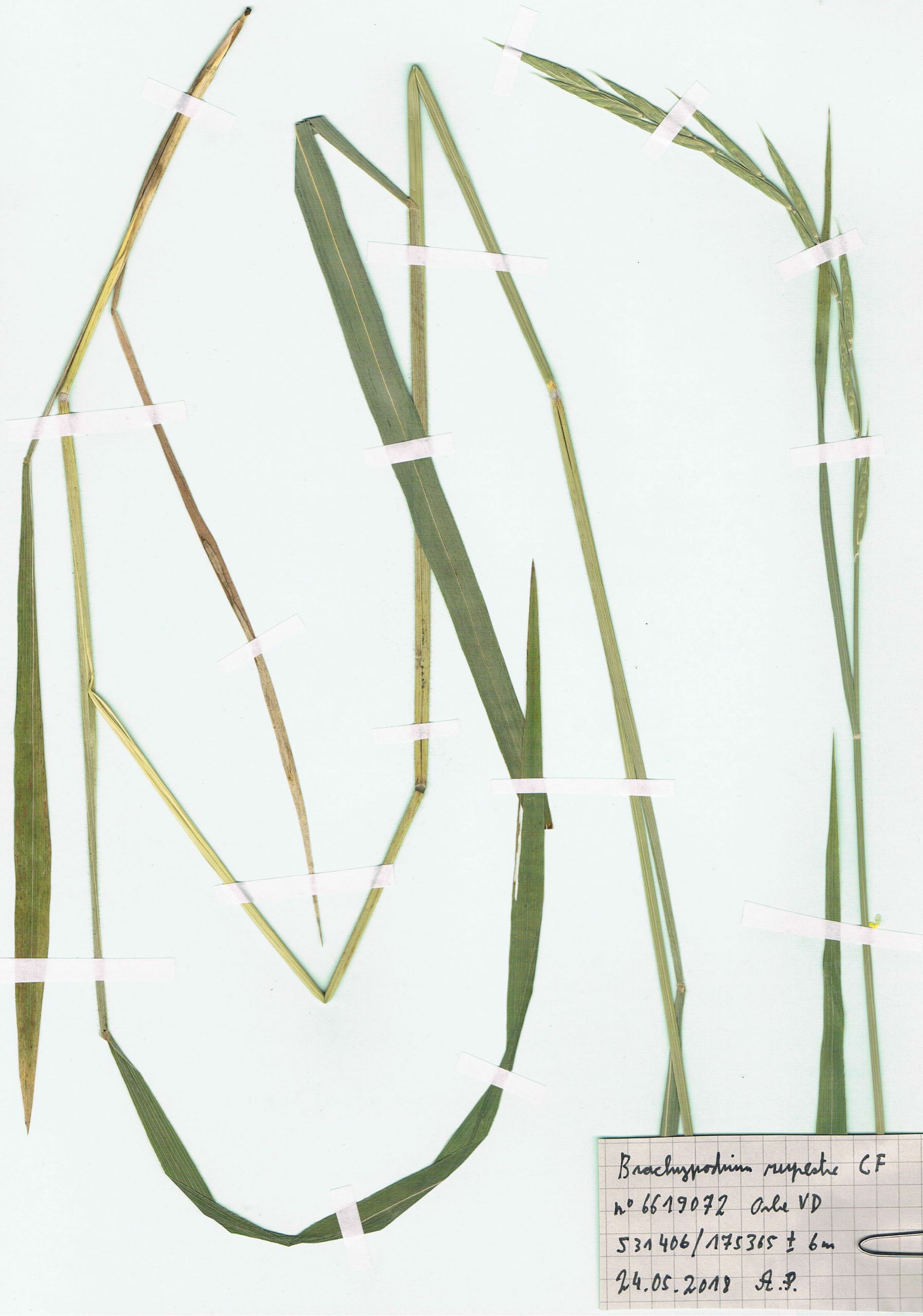 Brachypodium pinnatum aggr., herbier. AP 2018