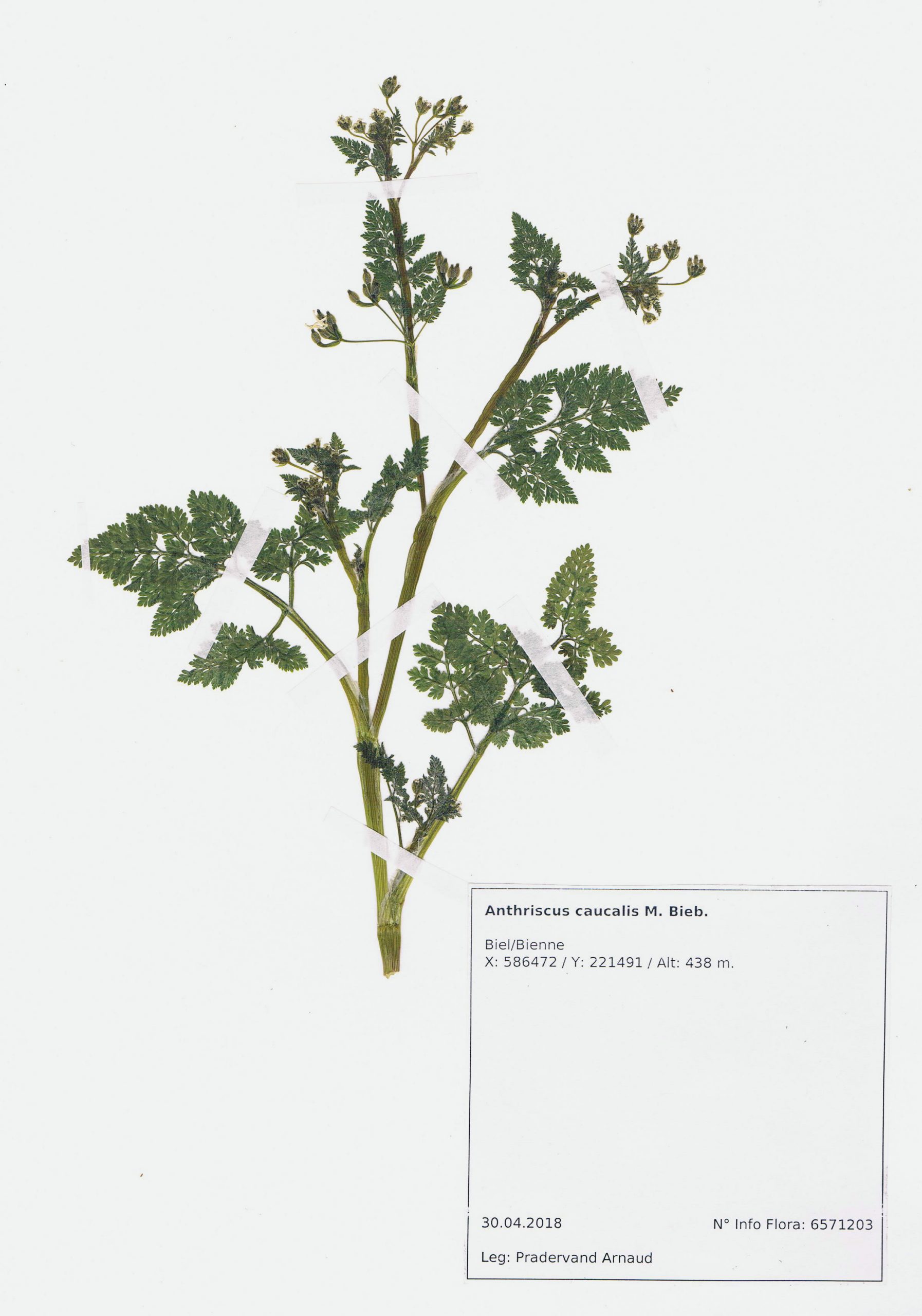Anthriscus caucalis, herbier. AP 2018