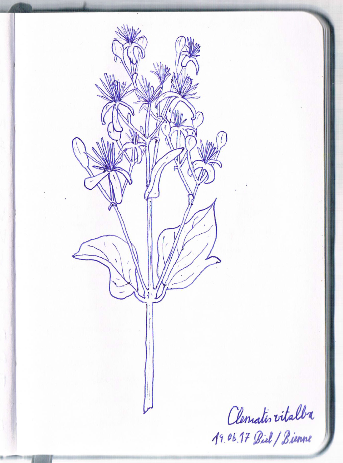 Clematis vitalba. AP 2017