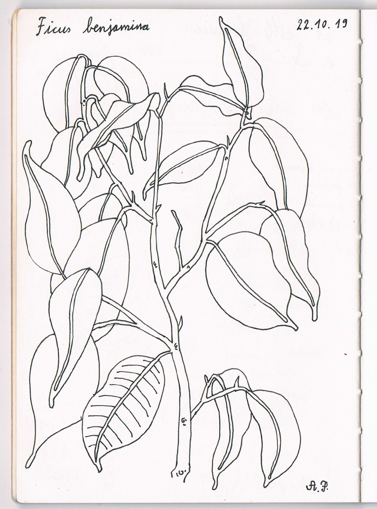 Ficus benjamina. AP 2019