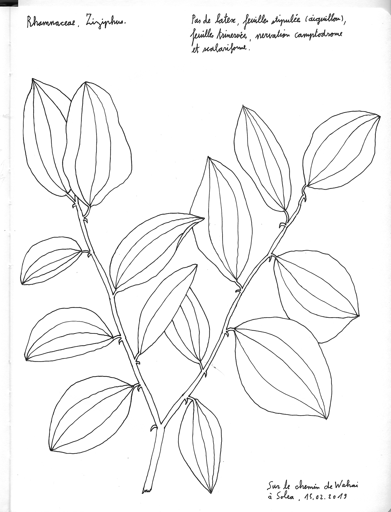 Ziziphus sp., Wahai Indonésie. AP 2019