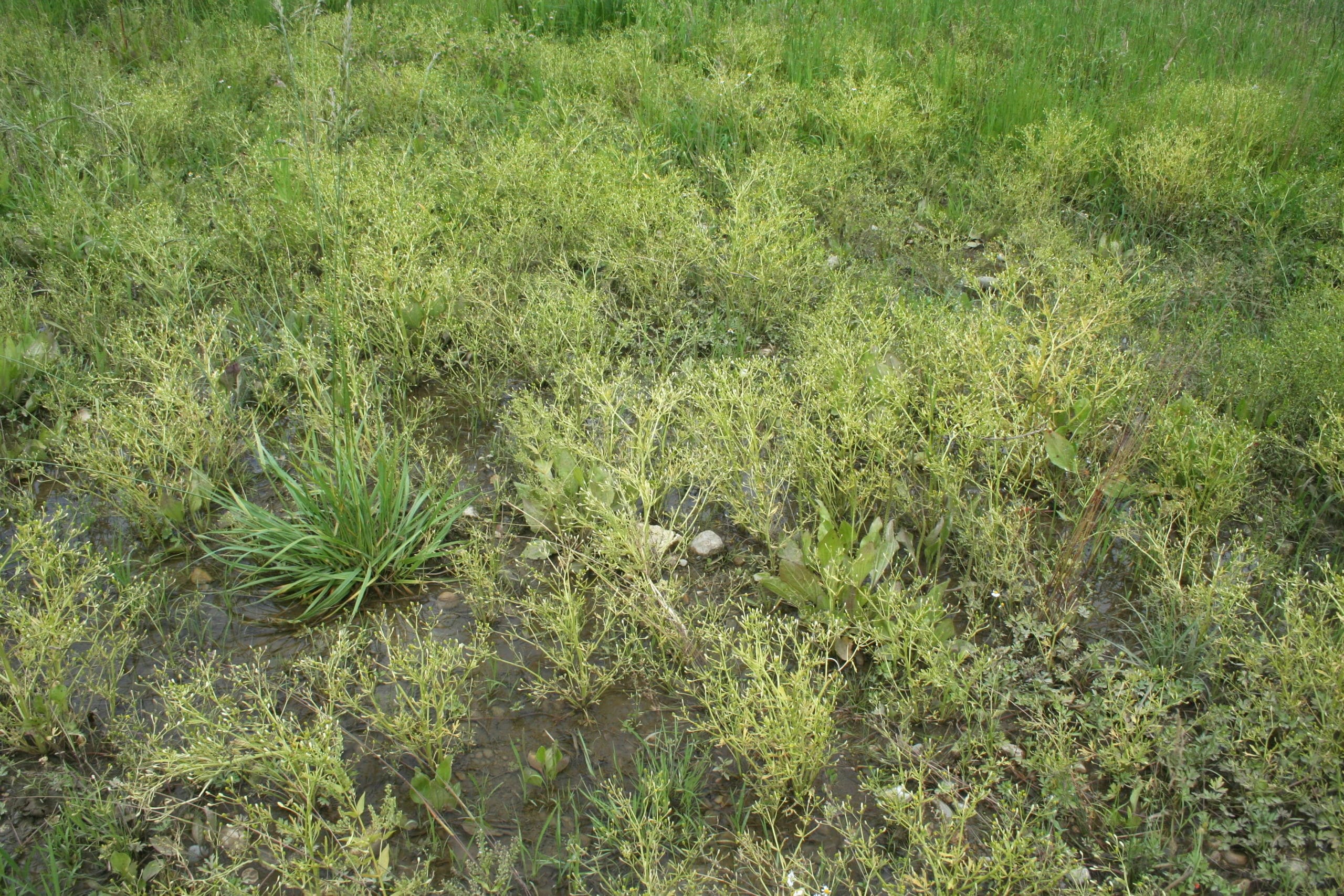 Agropyro-Rumicion, présence de Ranunculus sceleratus. AP 2018