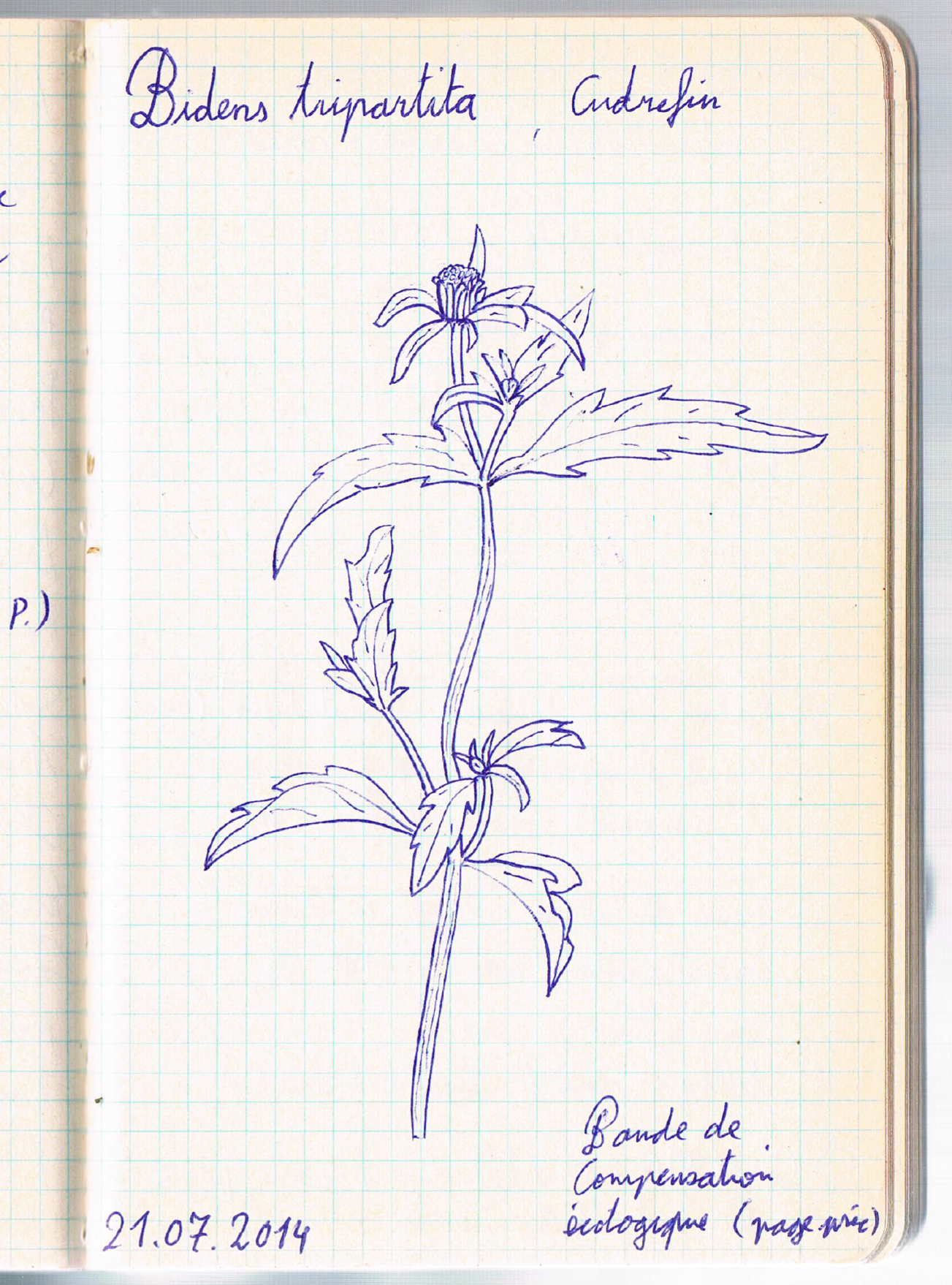 Bidens tripartita. AP 2014