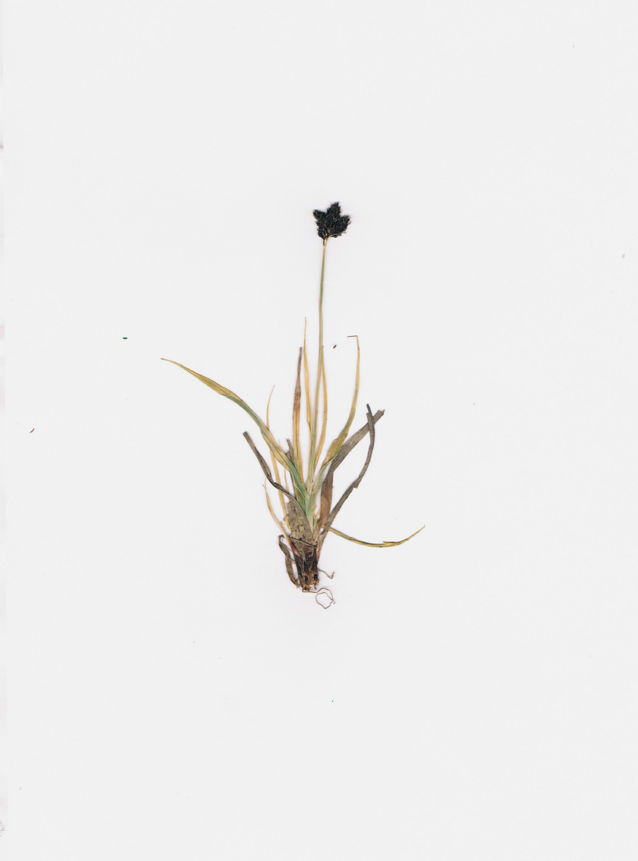 Carex parviflora, herbier. AP 2020