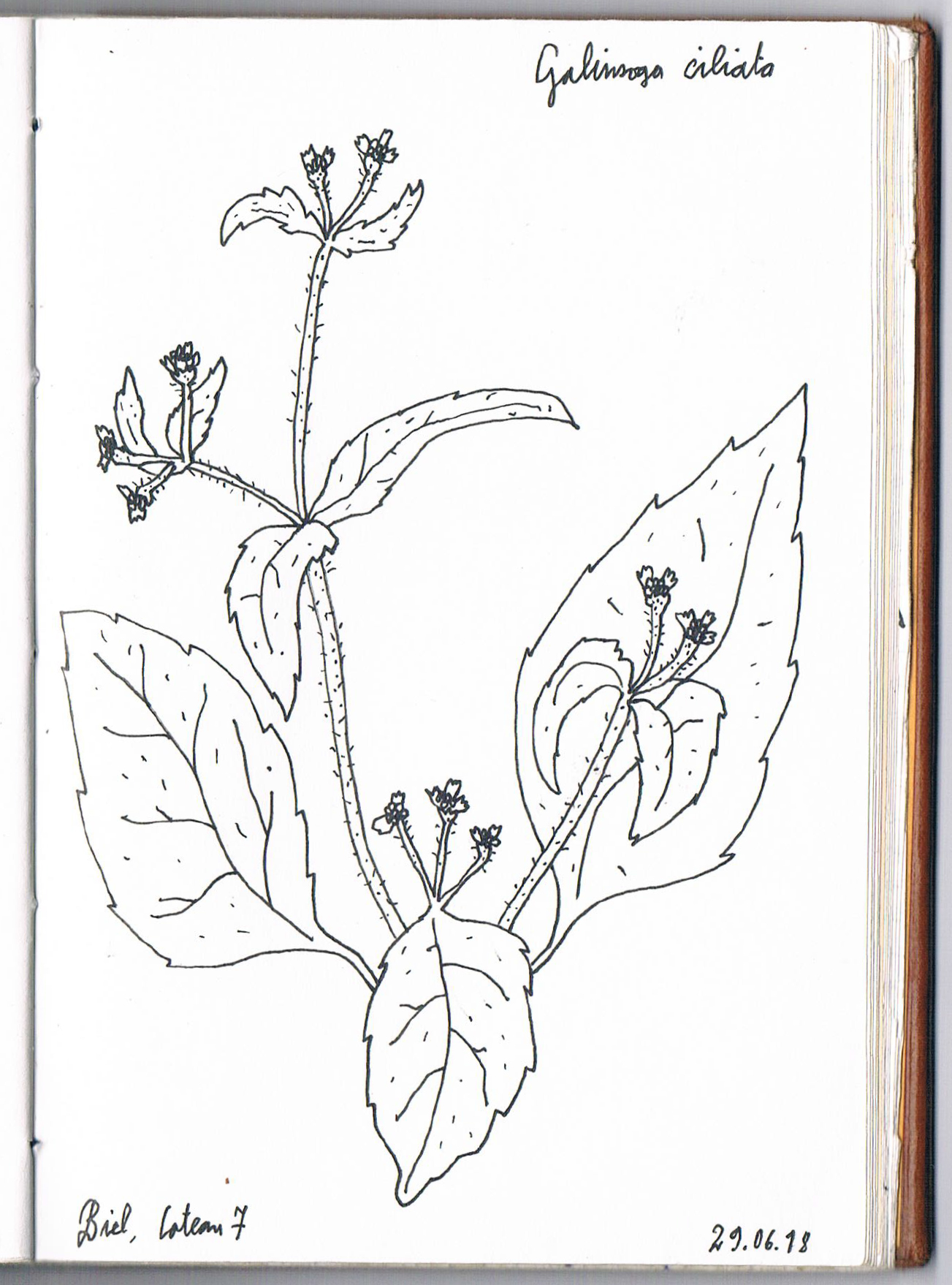 Galinsoga ciliata. AP 2018