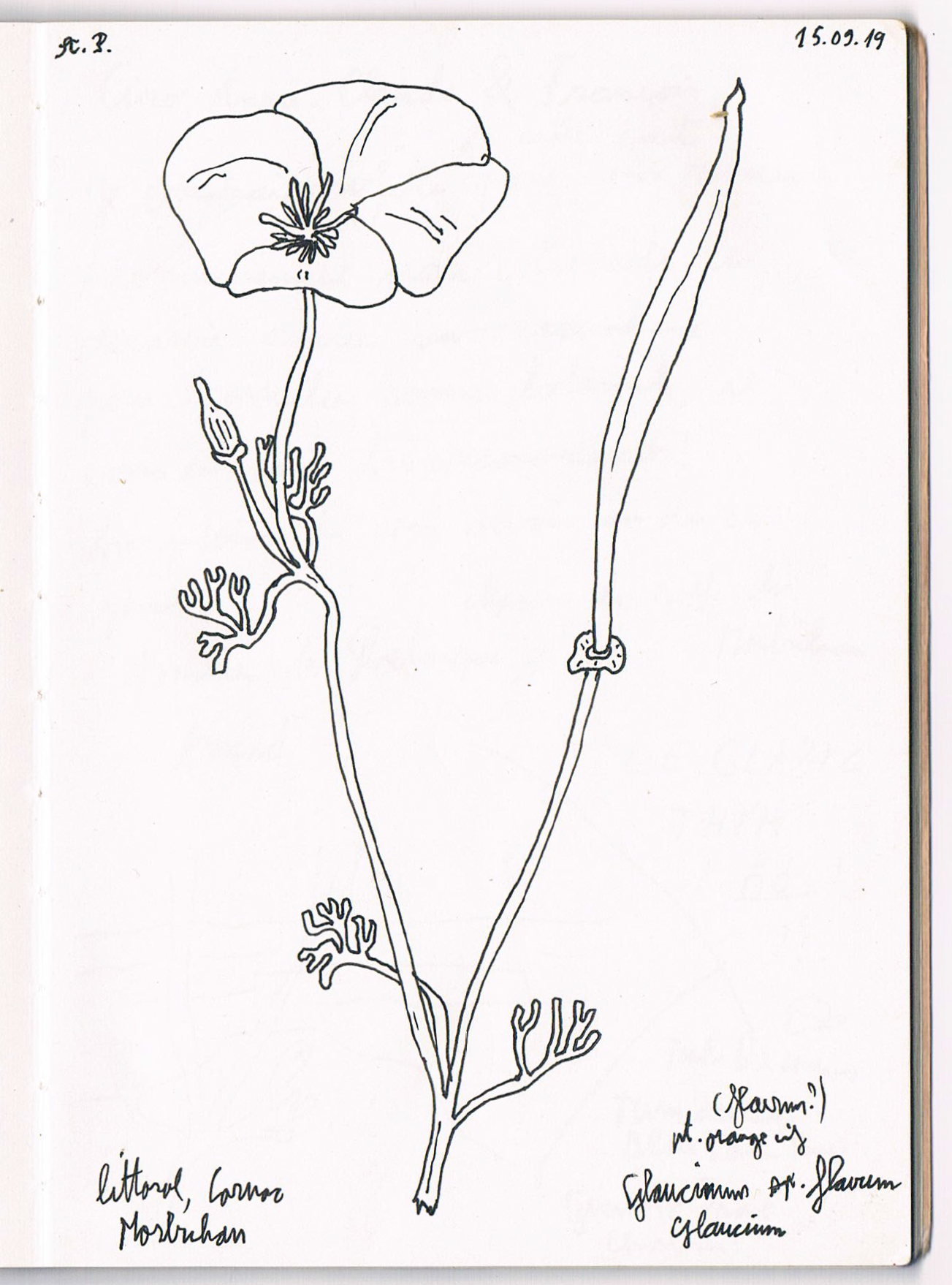 Glaucium flavum, Bretagne. AP 2019