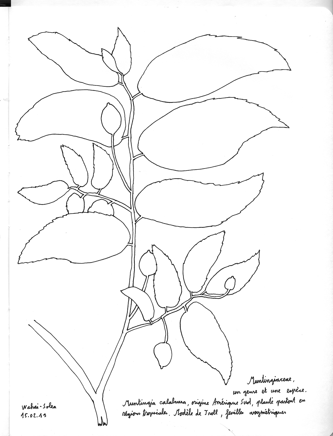 Muntingia calabura, Wahai Indonésie. AP 2019