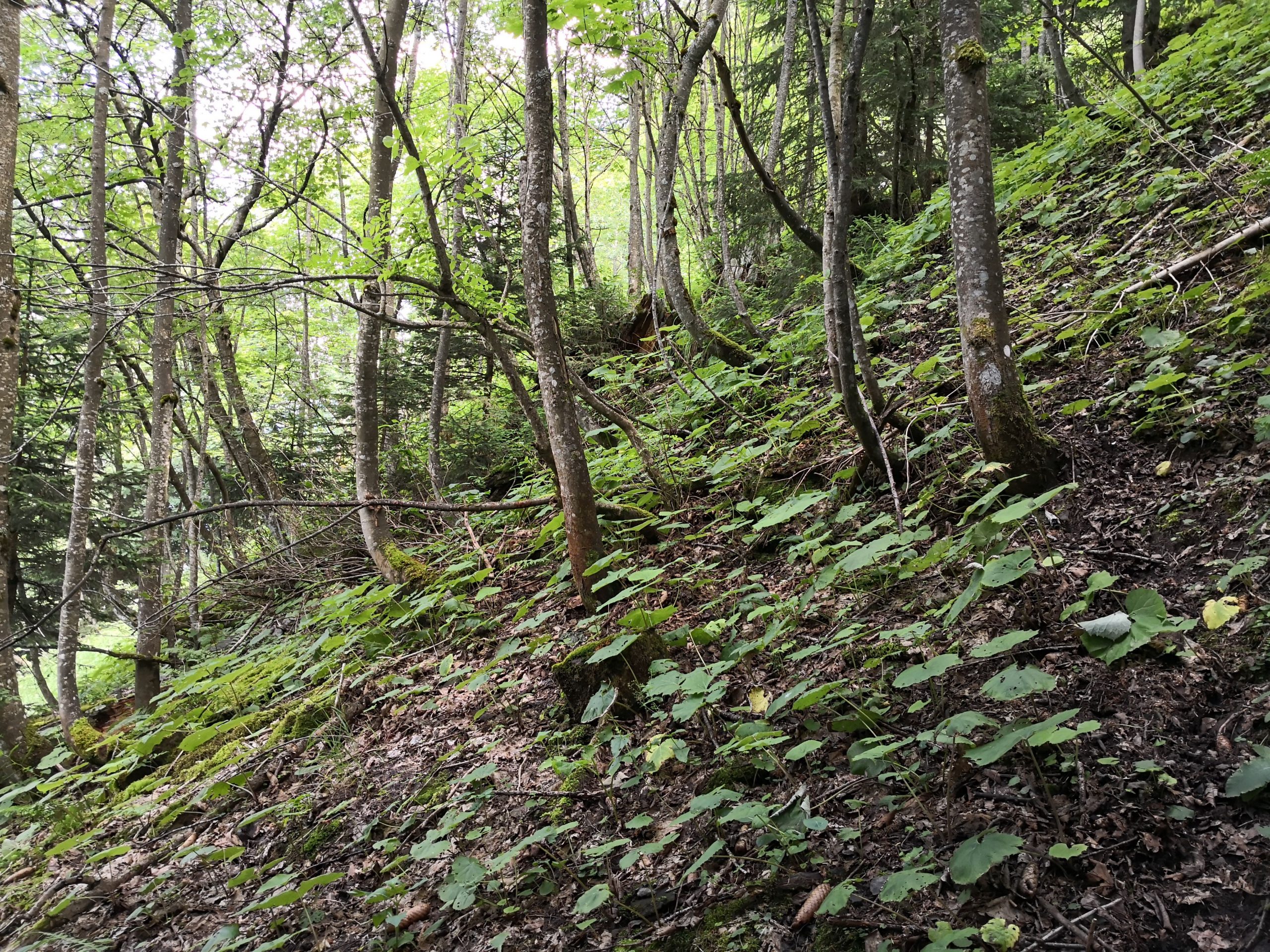 Pessière-sapinière à Adénostyle / Erablaie à Orme. AP 2020