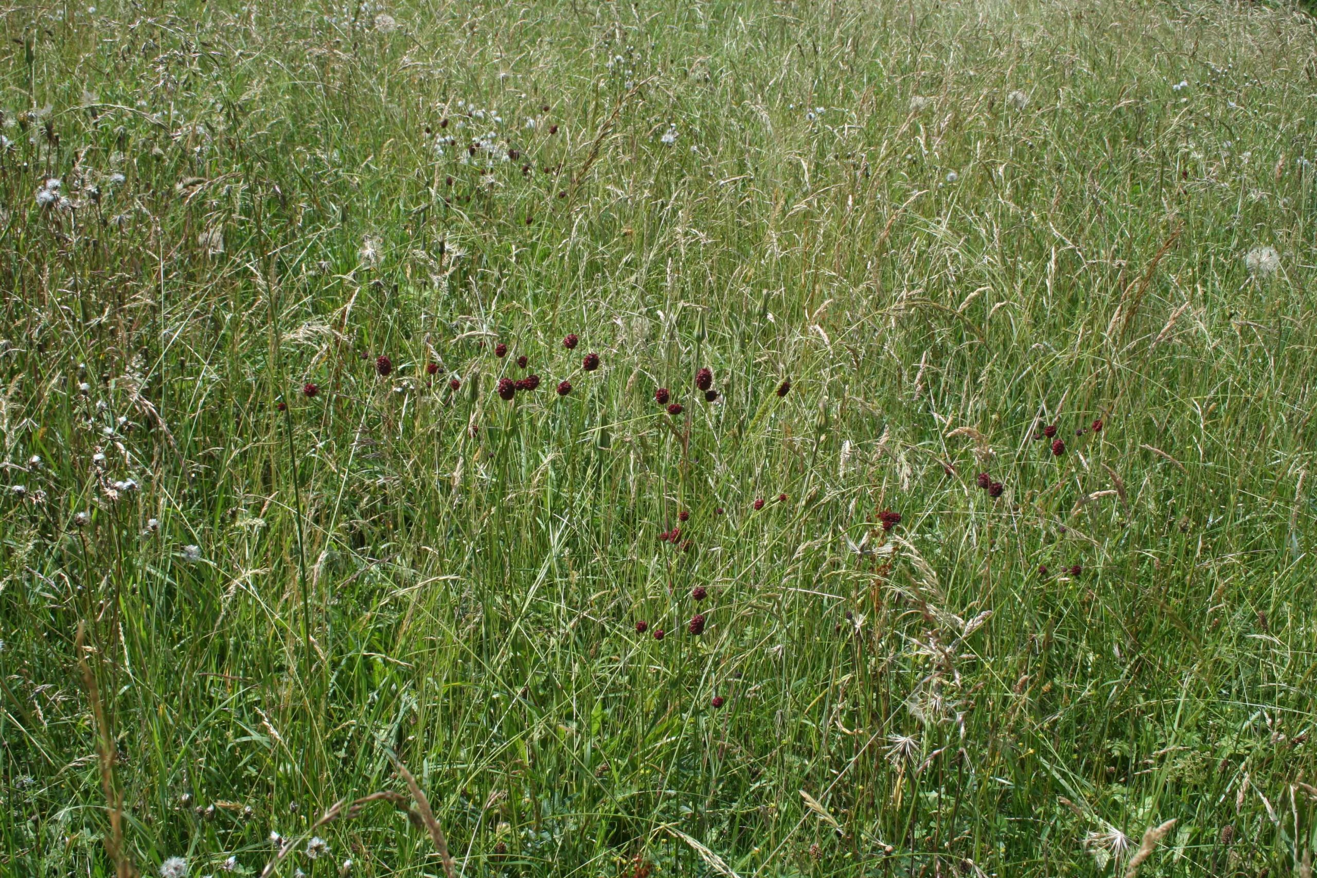 Arrhenatherion, variante humide à Sanguisorba officinalis. AP 2018