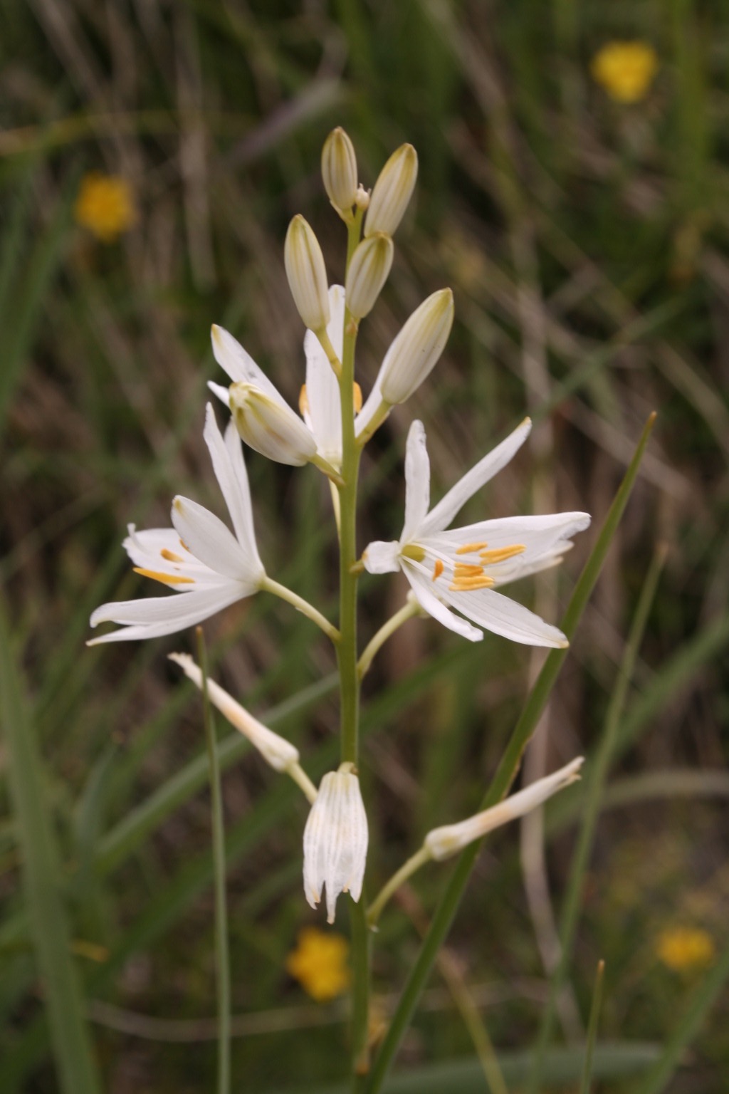 Anthericum liliago, réserve du Larzey. AP 2017
