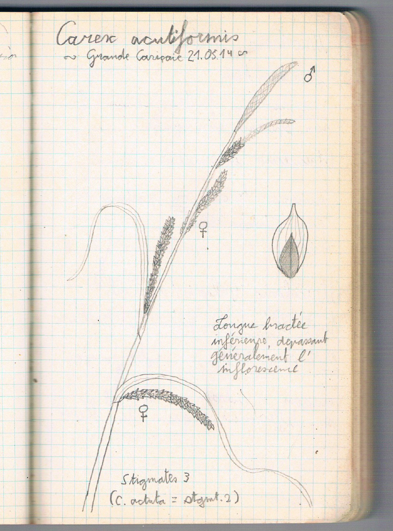 Carex acutiformis. AP 2014