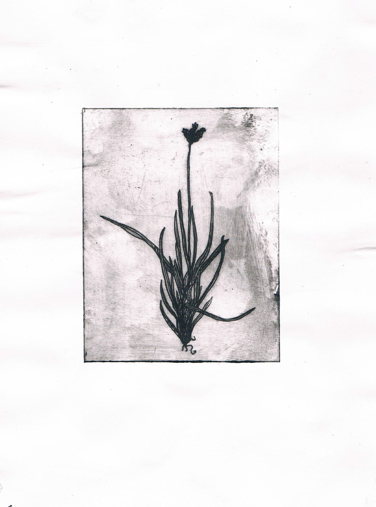 Carex parviflora, gravure. AP 2020