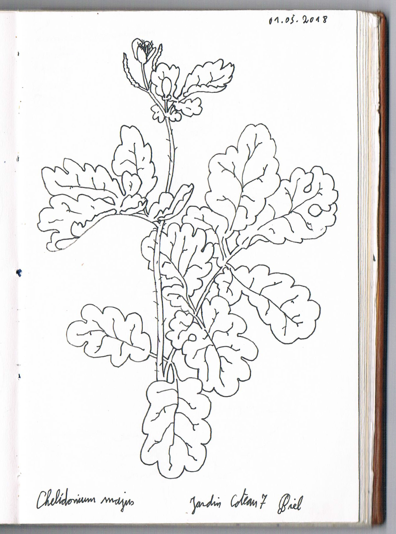 Chelidonium majus. AP 2018