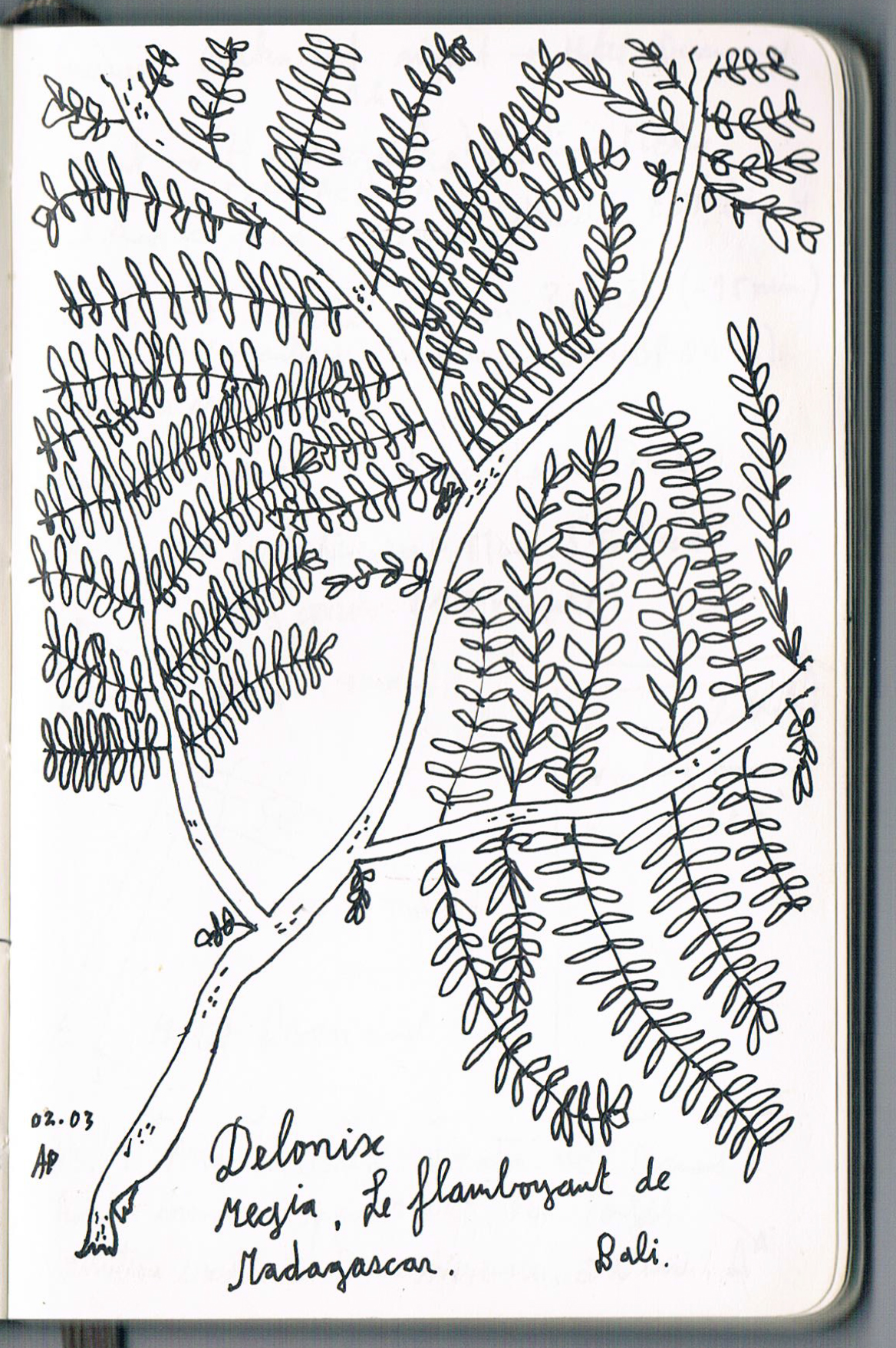 Delonix regia, Indonésie. AP 2019