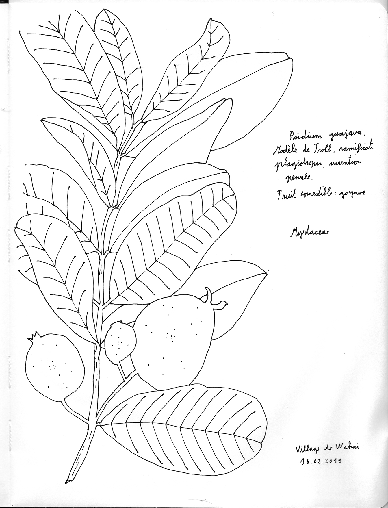 Psidium guajava, Wahai Indonésie. AP 2019