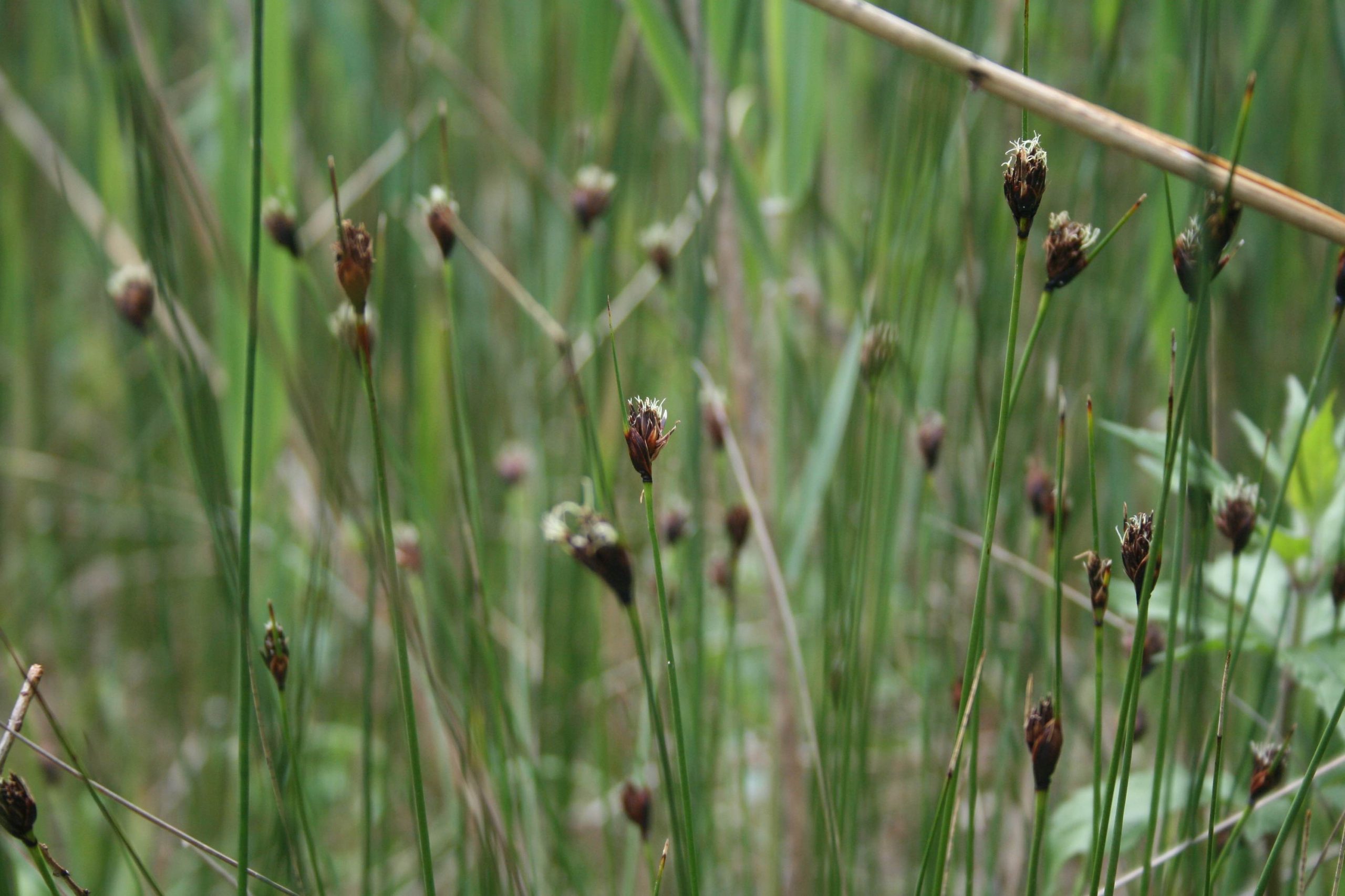 Schoenus nigricans, Marais Le Vaud. AP 2018