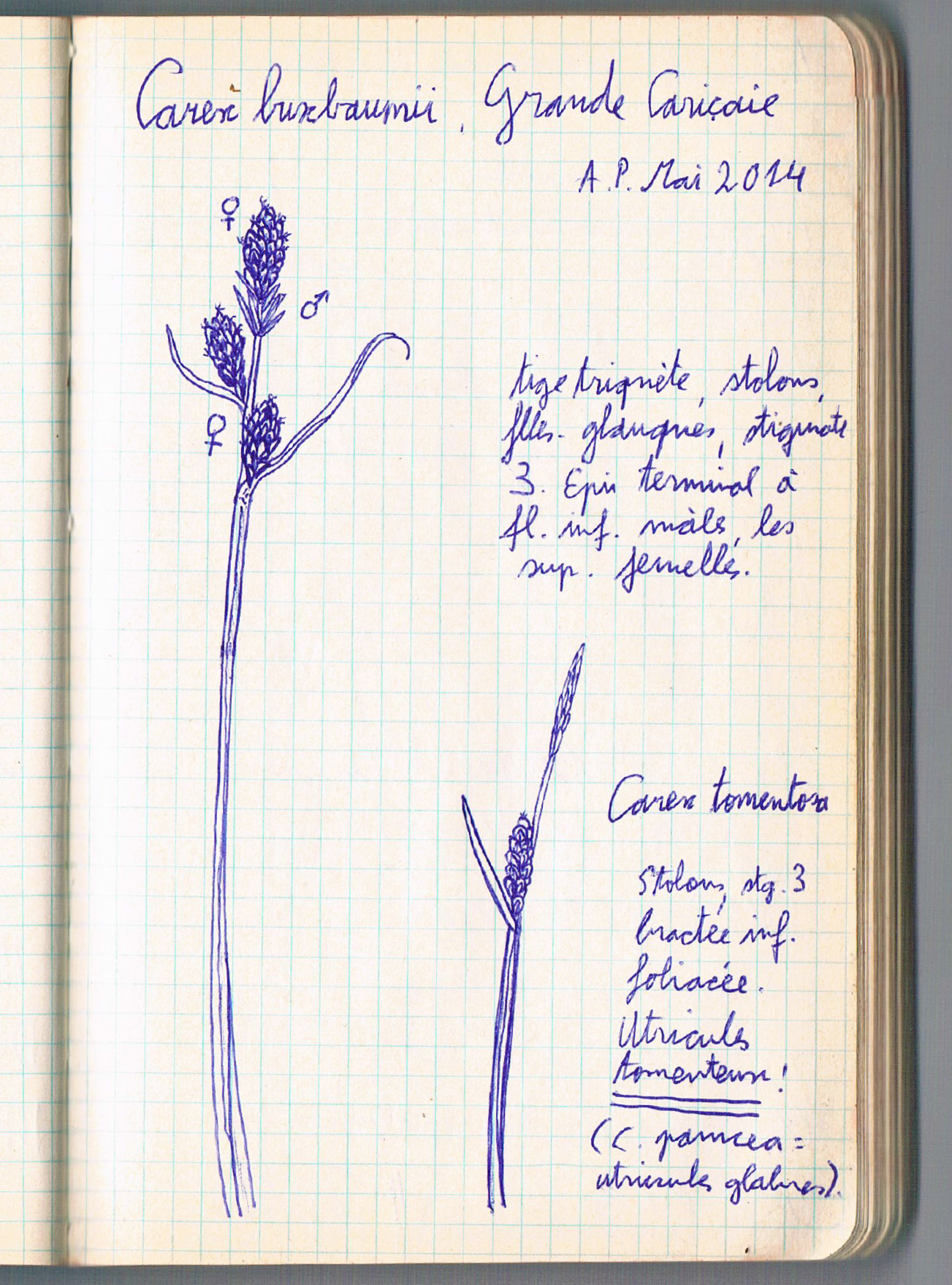 Carex buxbaumii. AP 2014