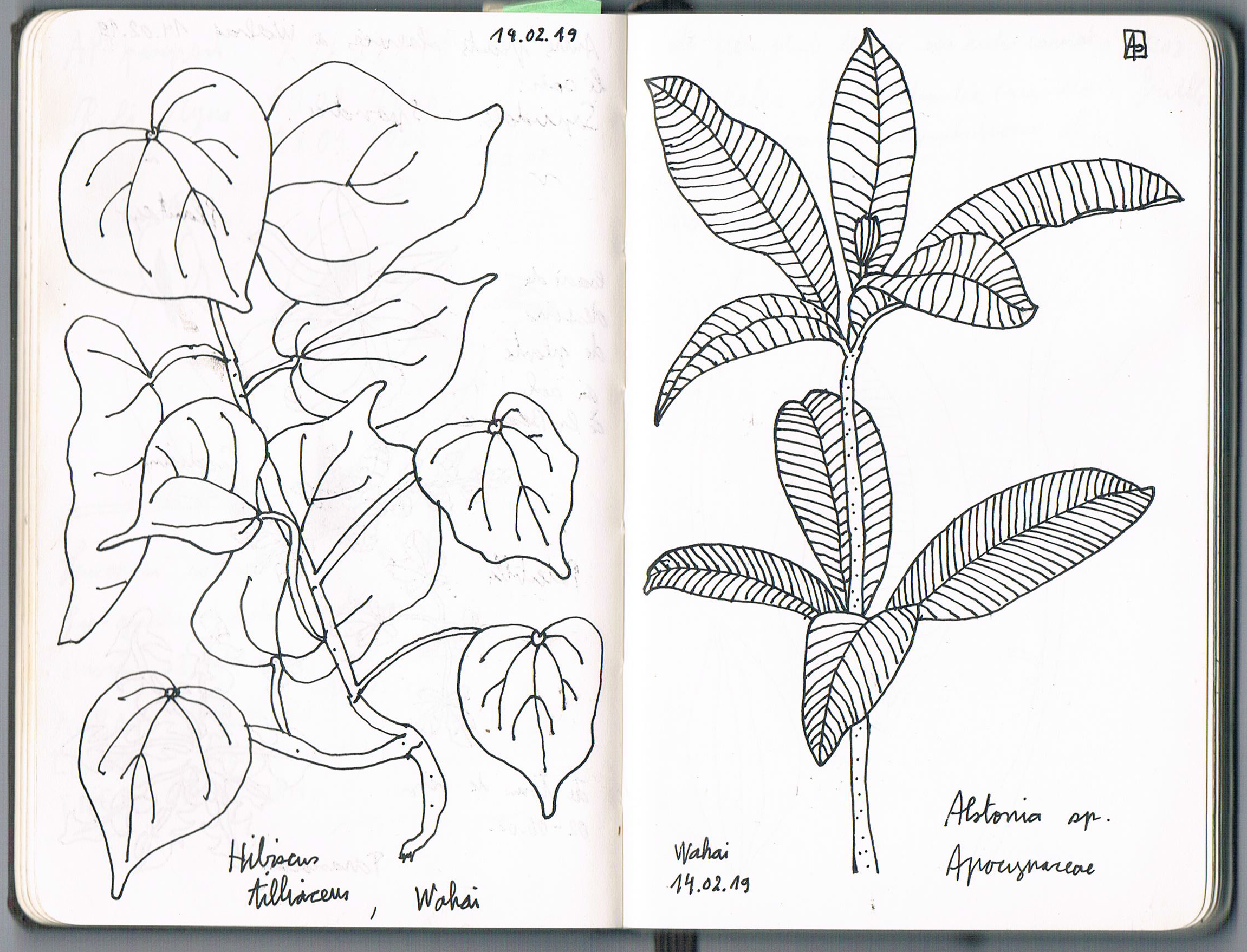 Hibiscus tiliaceus & Alstonia sp., Indonésie. AP 2019