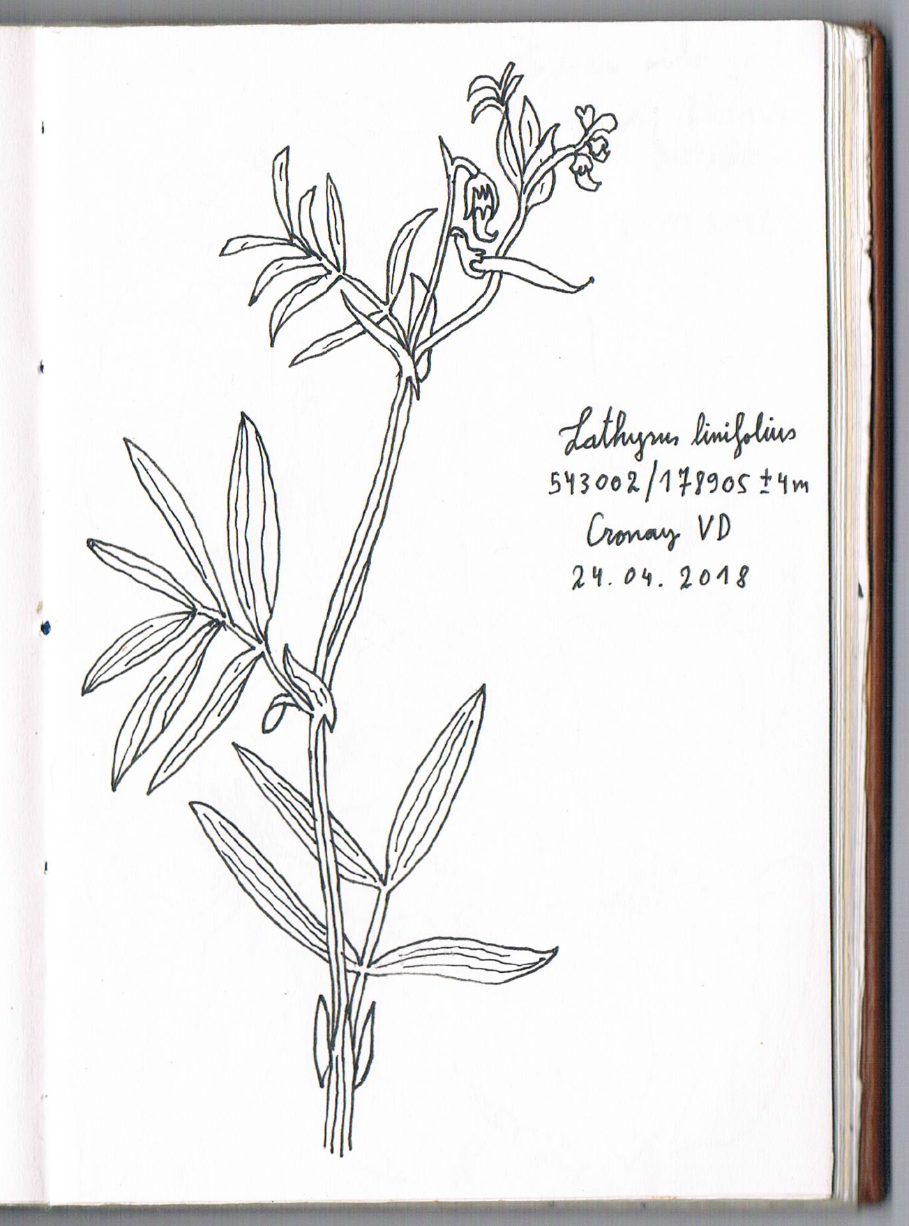 Lathyrus linifolius. AP 2018