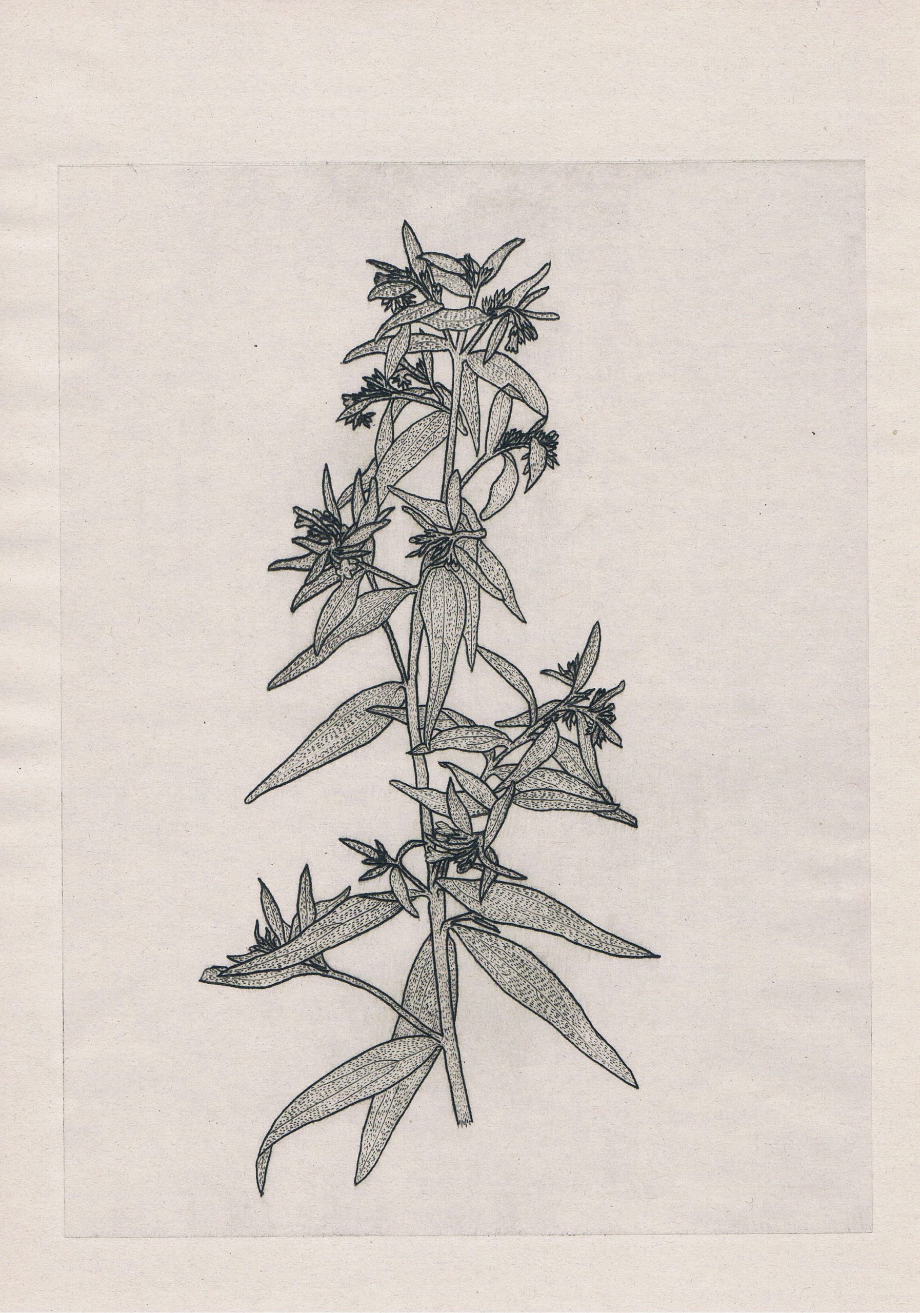 Lithospermum officinale, gravure. AP 2020