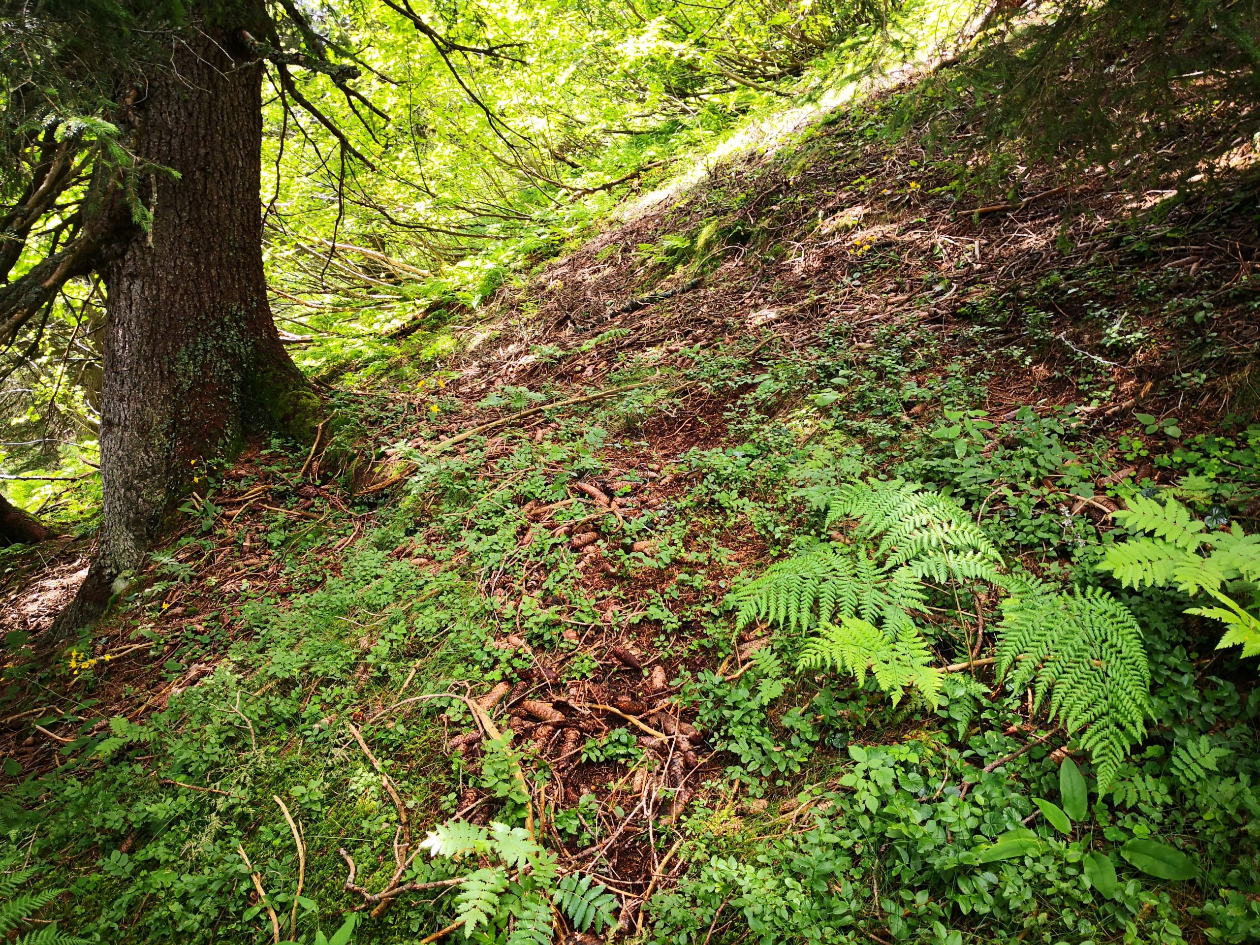 Pessière à Homogyne. AP 2020