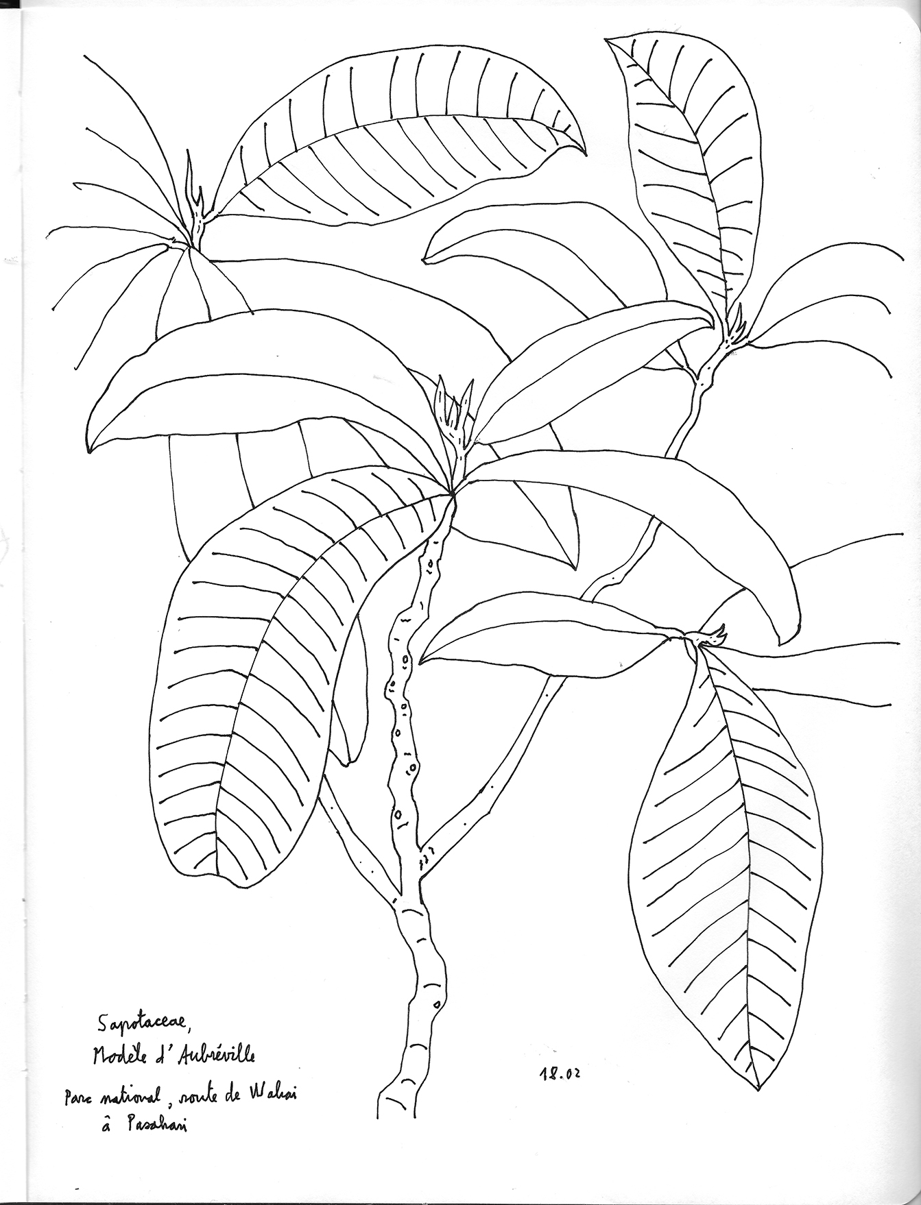 Sapotaceae, Wahai Indonésie. AP 2019