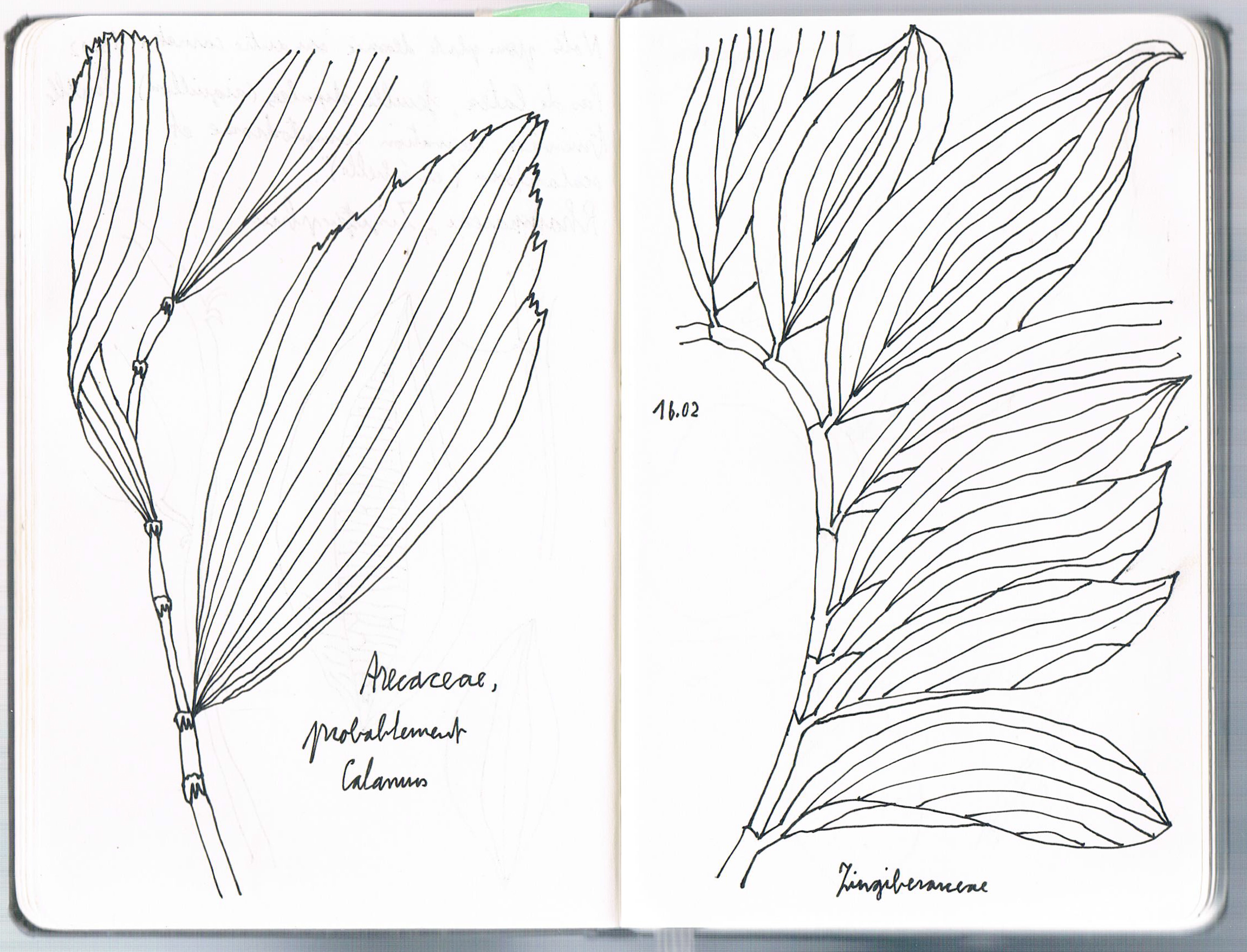 Arecaceae & Zingiberaceae, Indonésie. AP 2019