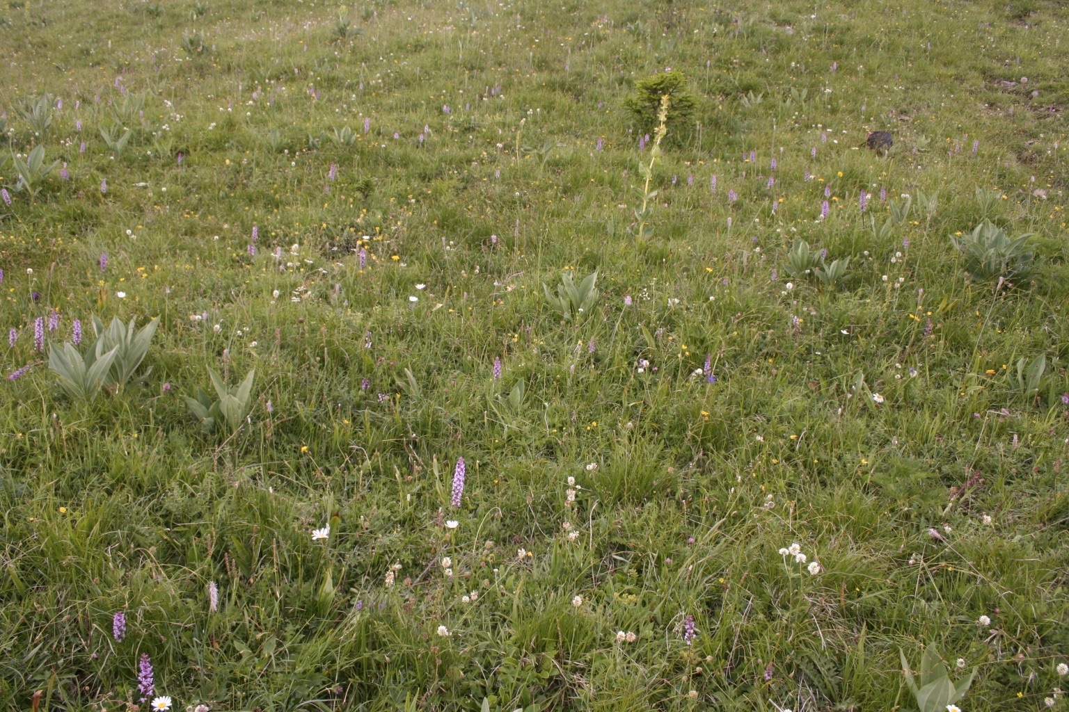 6 Caricion ferrugineae, réserve du Larzey. AP 2017