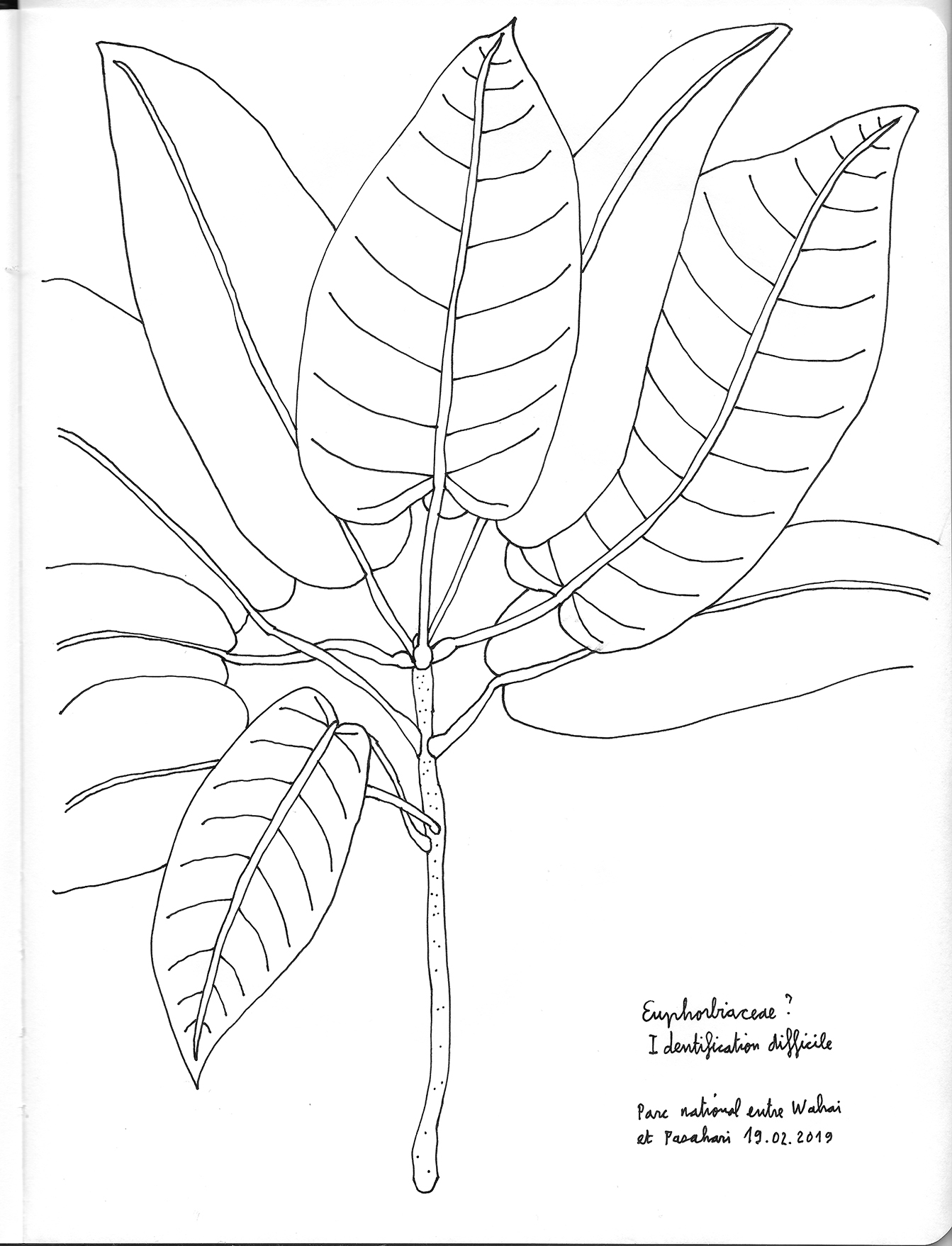Euphorbiaceae, Wahai Indonésie. AP 2019
