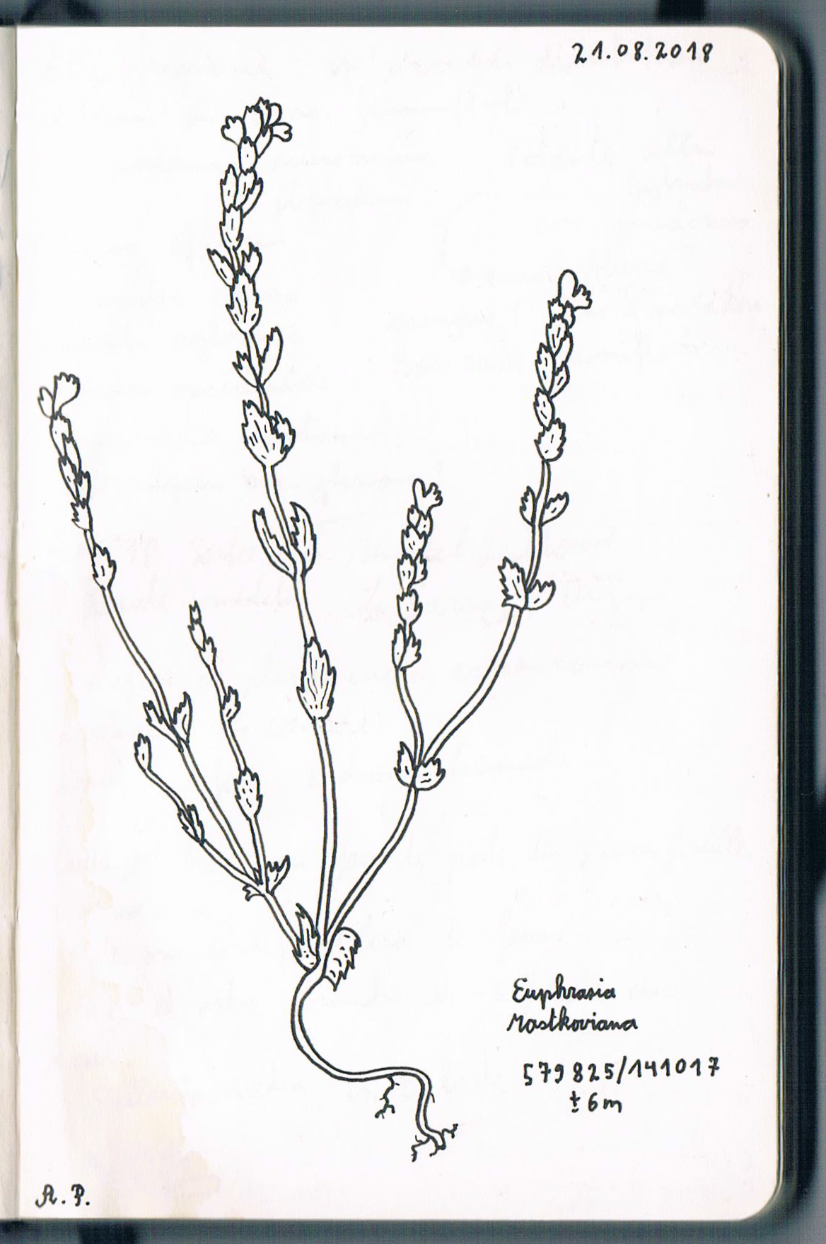 Euphrasia rostkoviana. AP 2018