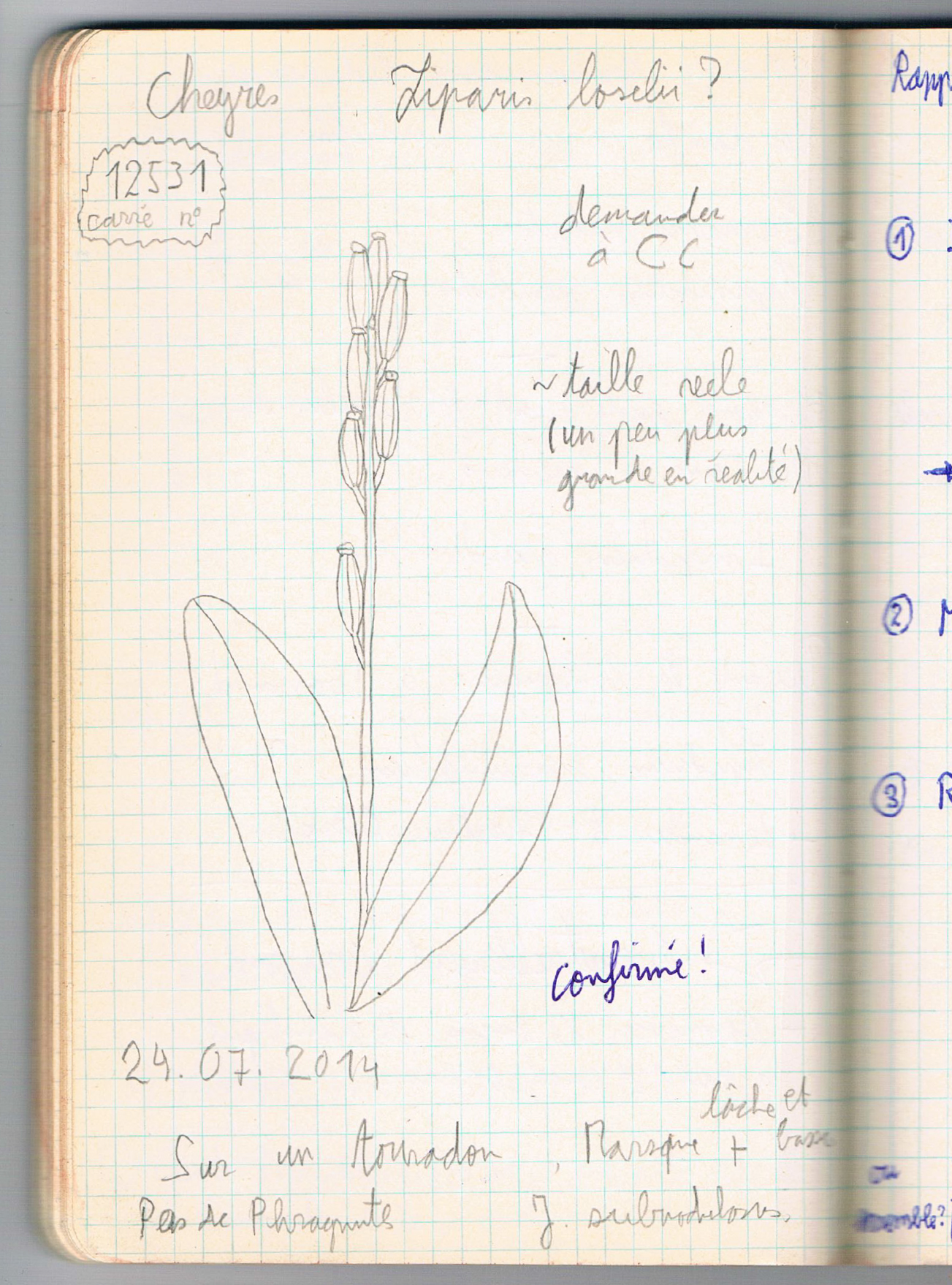 Liparis Loiselii. AP 2014