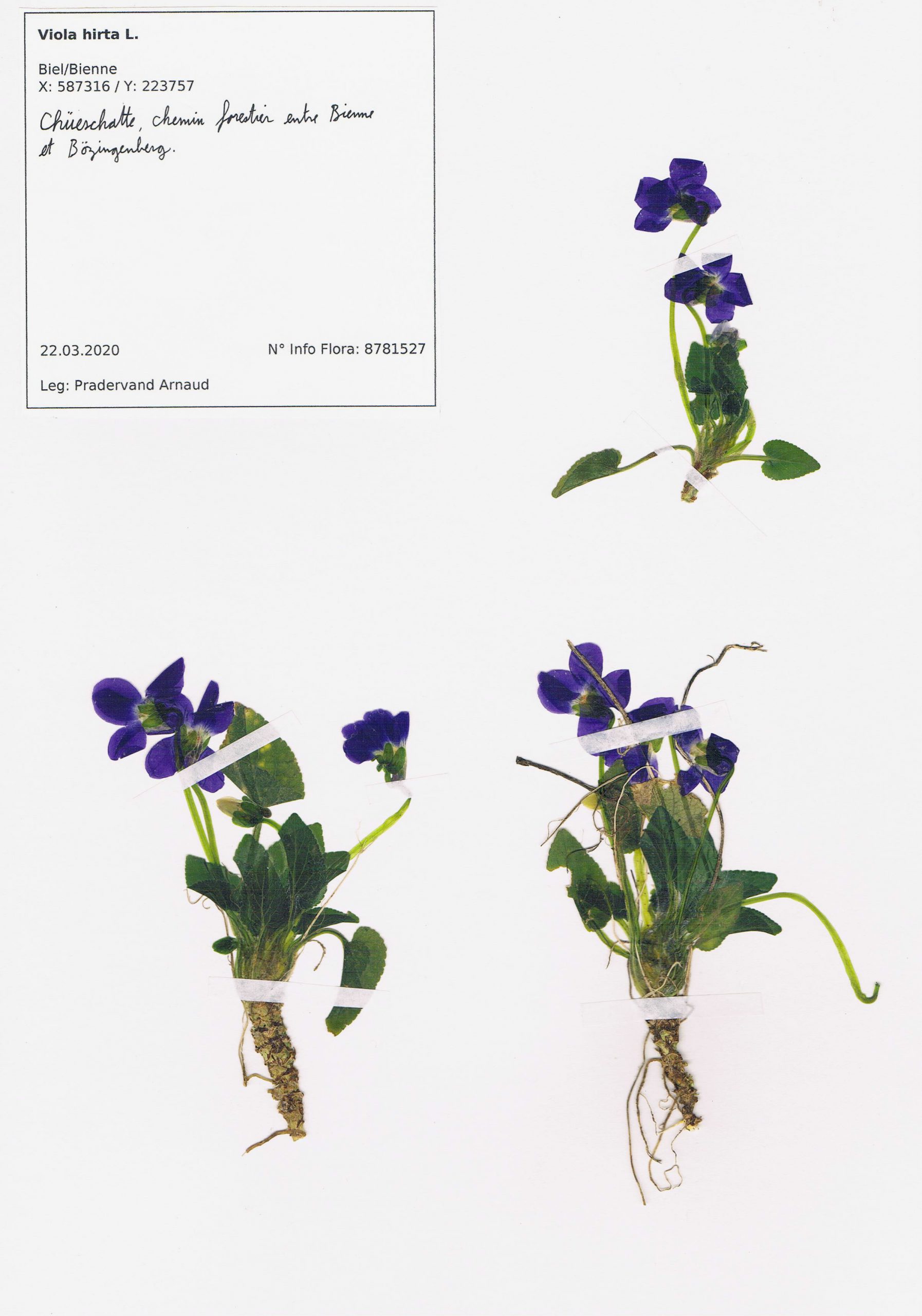 Viola hirta, herbier. AP 2020