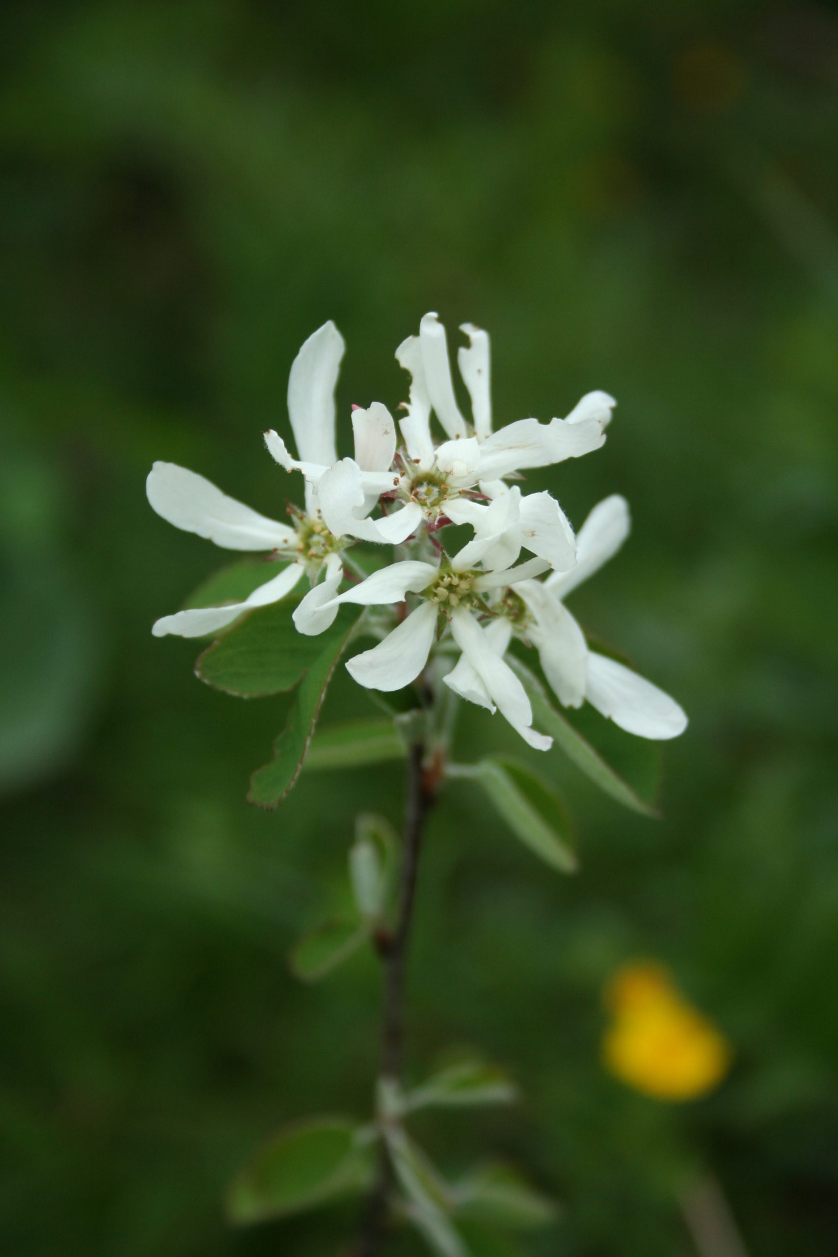 Amelanchier ovalis, Mont Sâla. AP 2018
