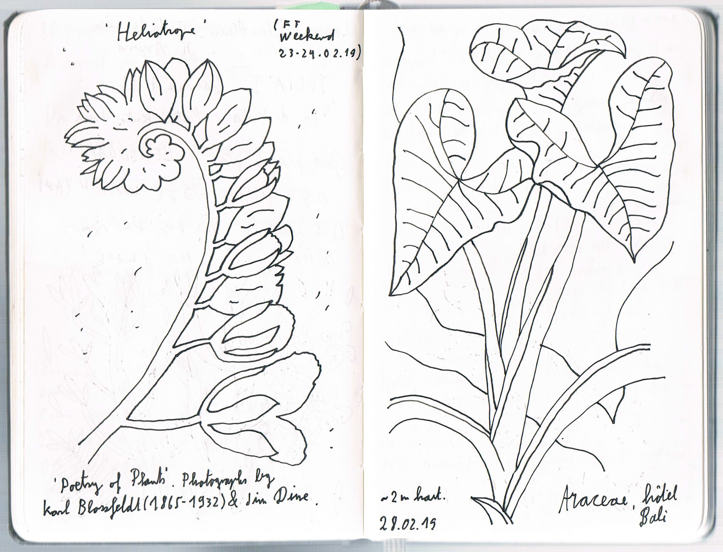 Heliotropium & Araceae. AP 2019