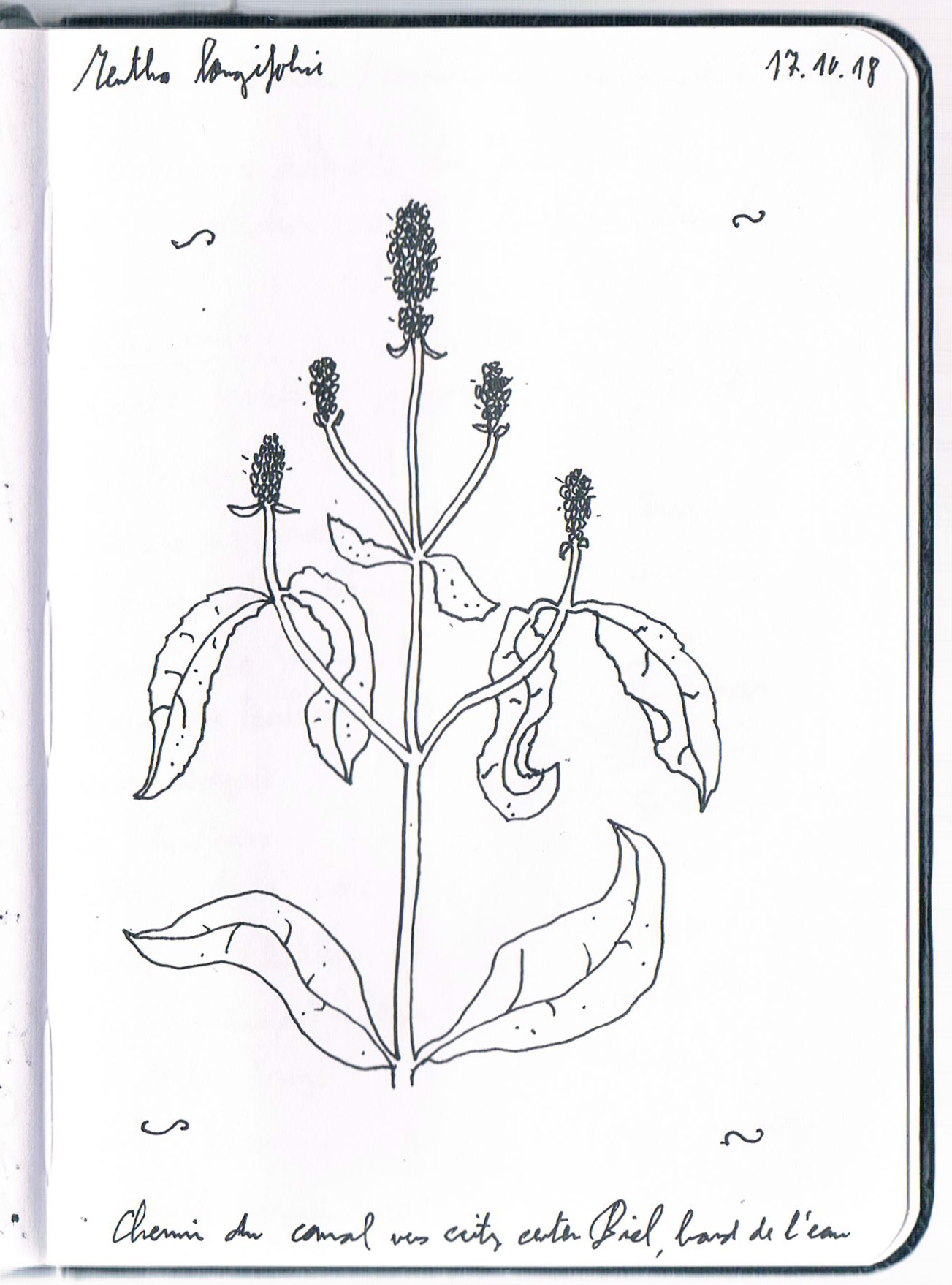 Mentha longifolia. AP 2018