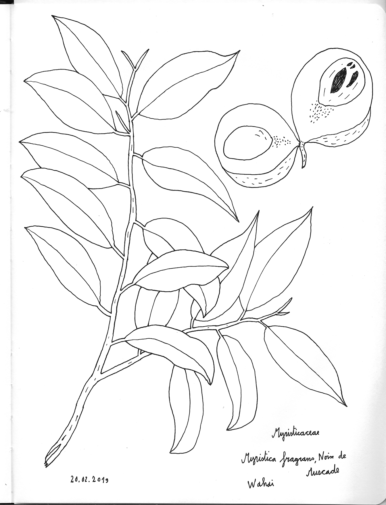 Myristica fragrans, Wahai Indonésie. AP 2019