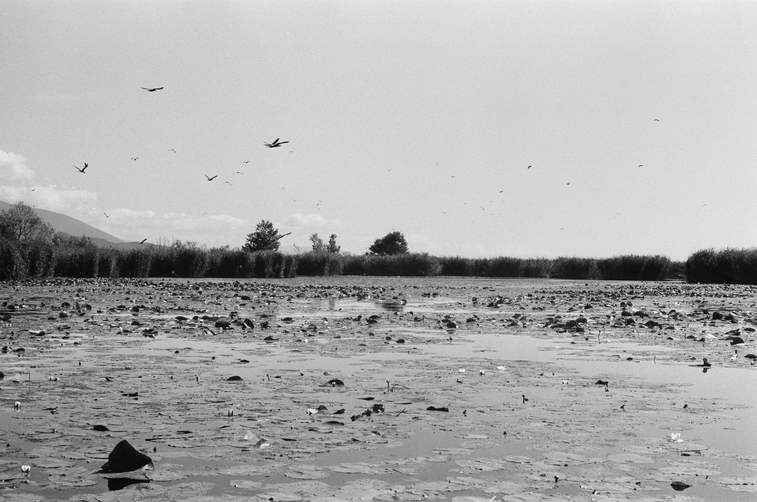 Plantes aquatiques, Grande Cariçaie. AP 2014