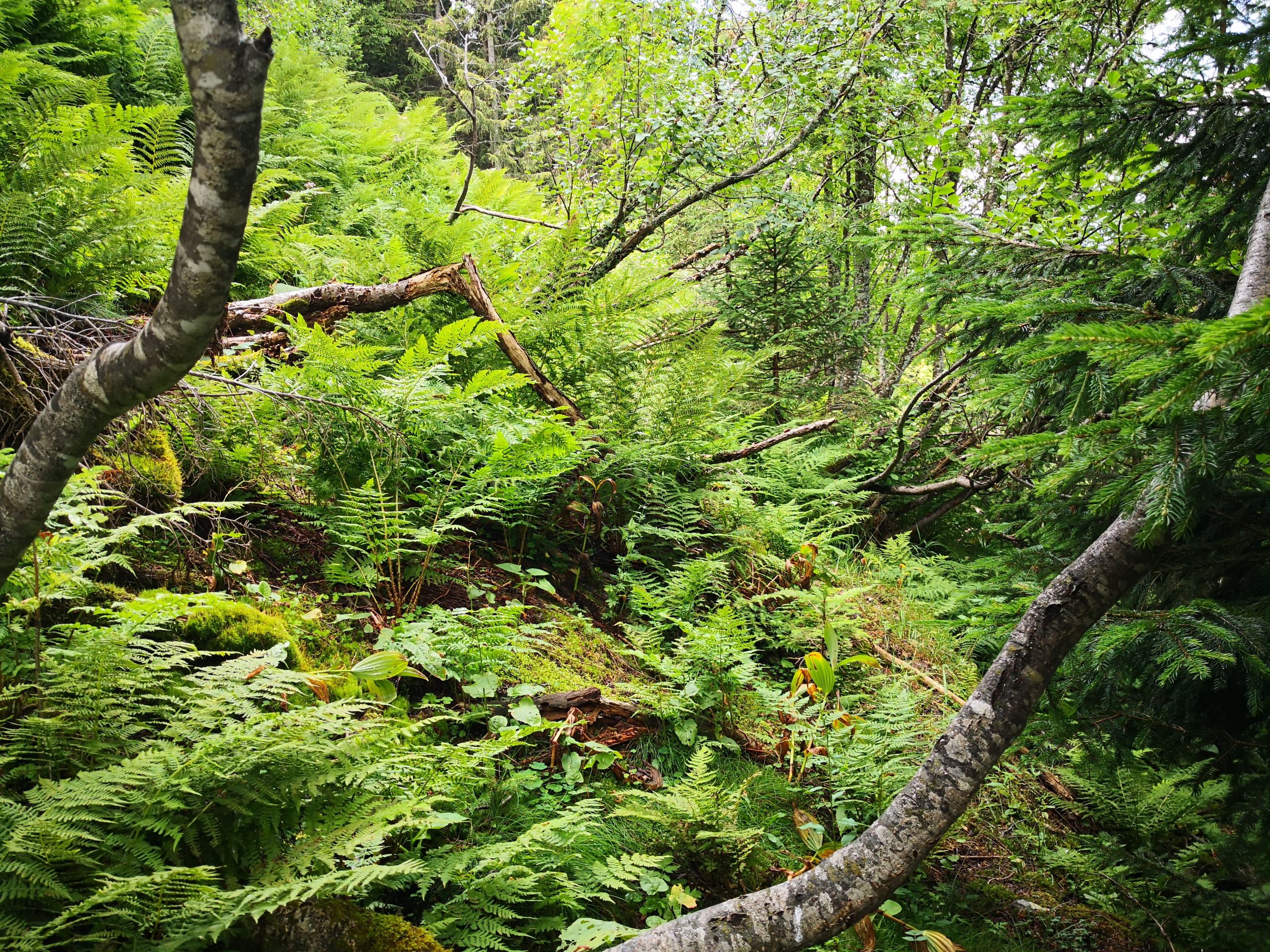 Pessière à hautes herbes avec Athyrium alpestre. AP 2020