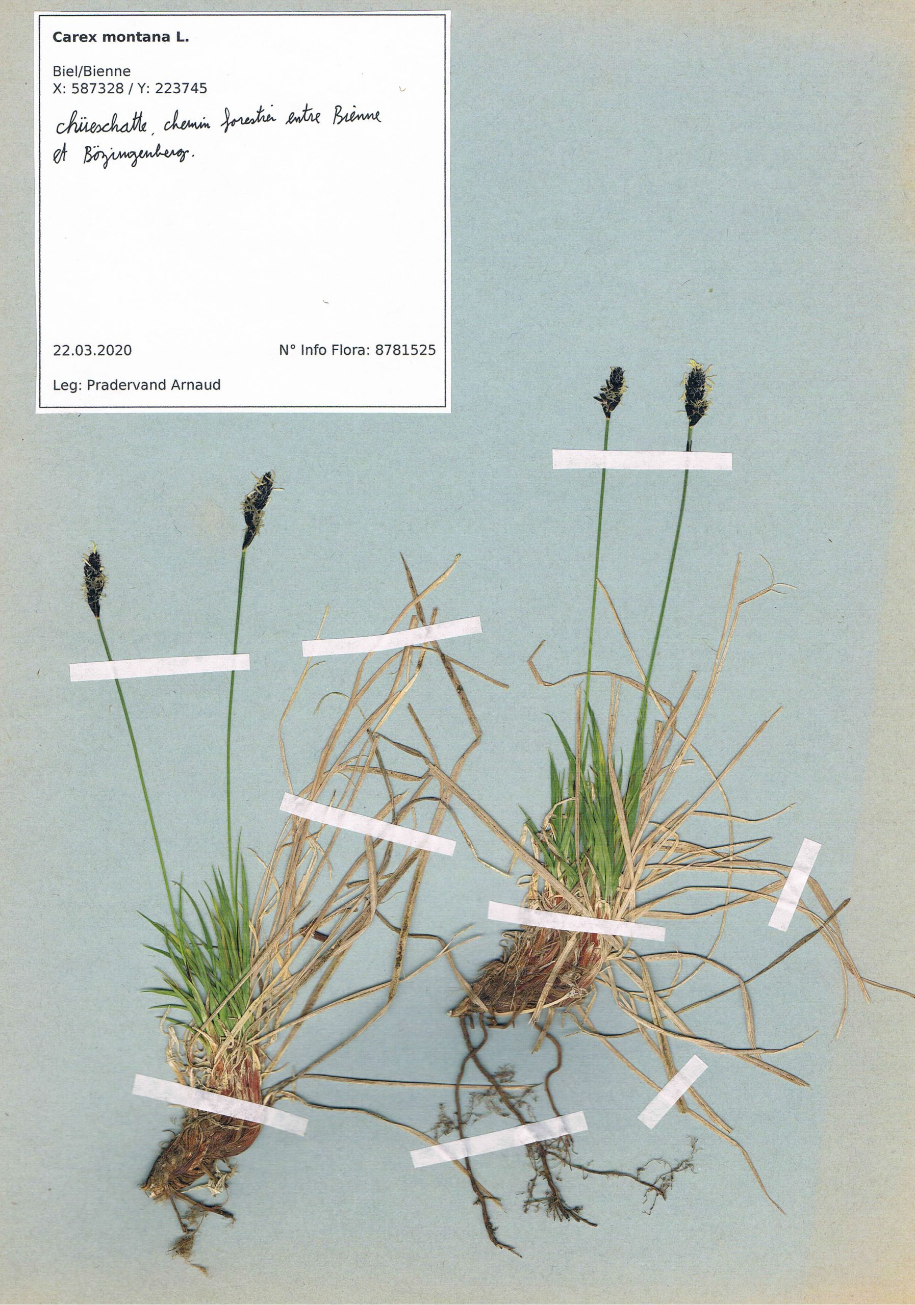 Carex montana, herbier. AP 2020