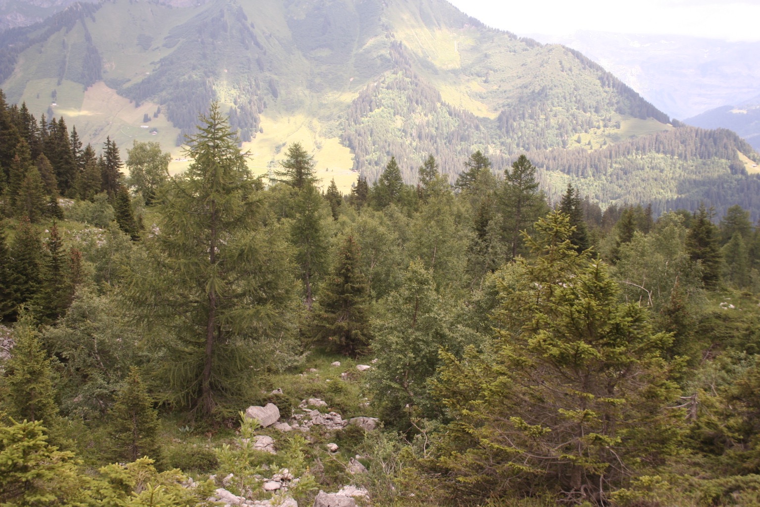 Forêt d’altitude avec mélèzes, réserve du Larzey. AP 2017