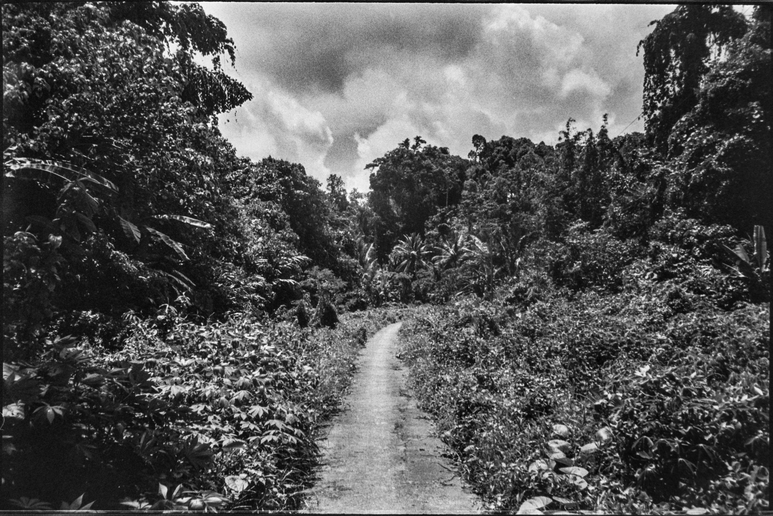 Agro-forêt, Wahai Indonésie. AP 2019